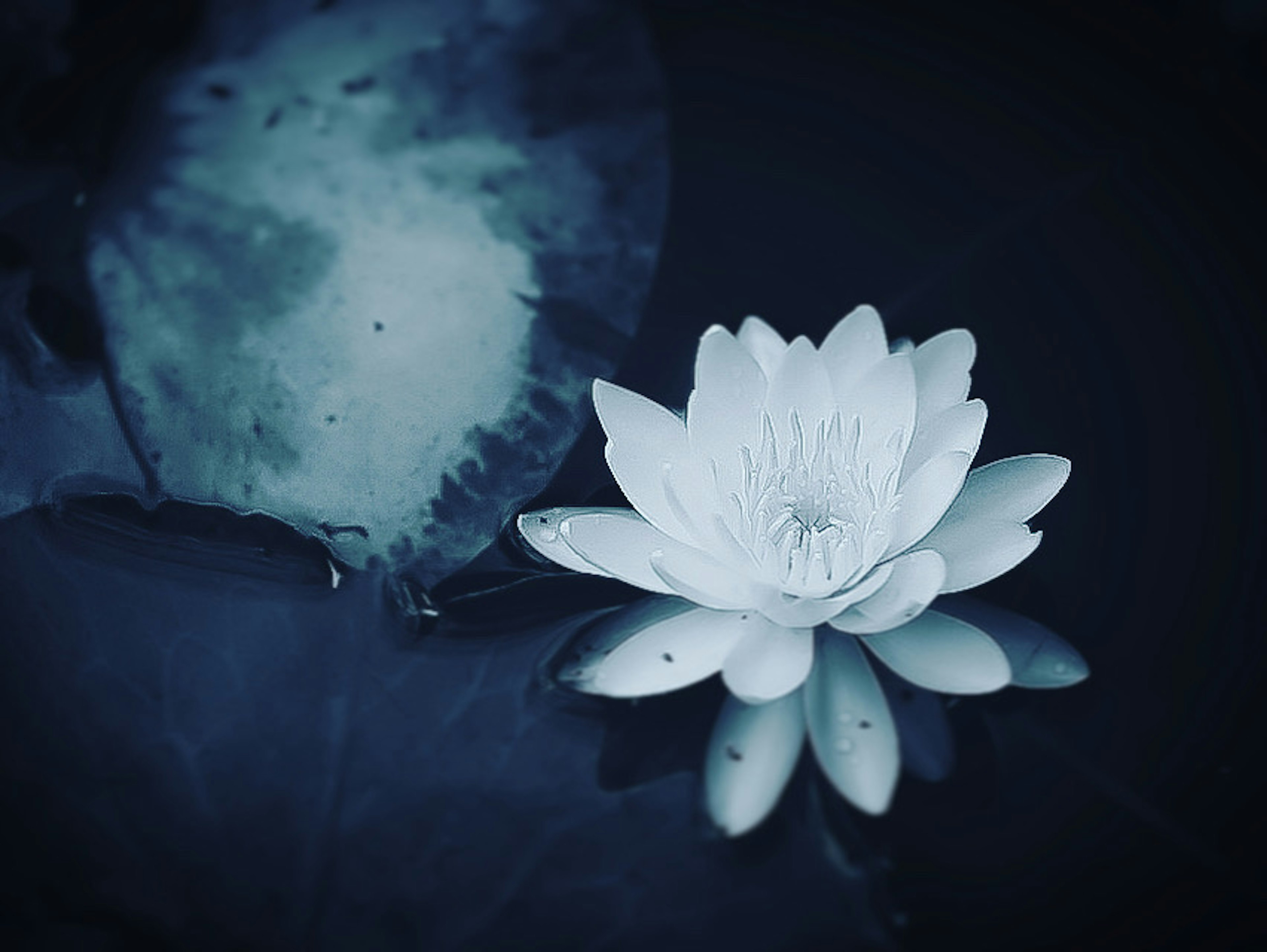 Lirio blanco flotando en agua oscura con hojas