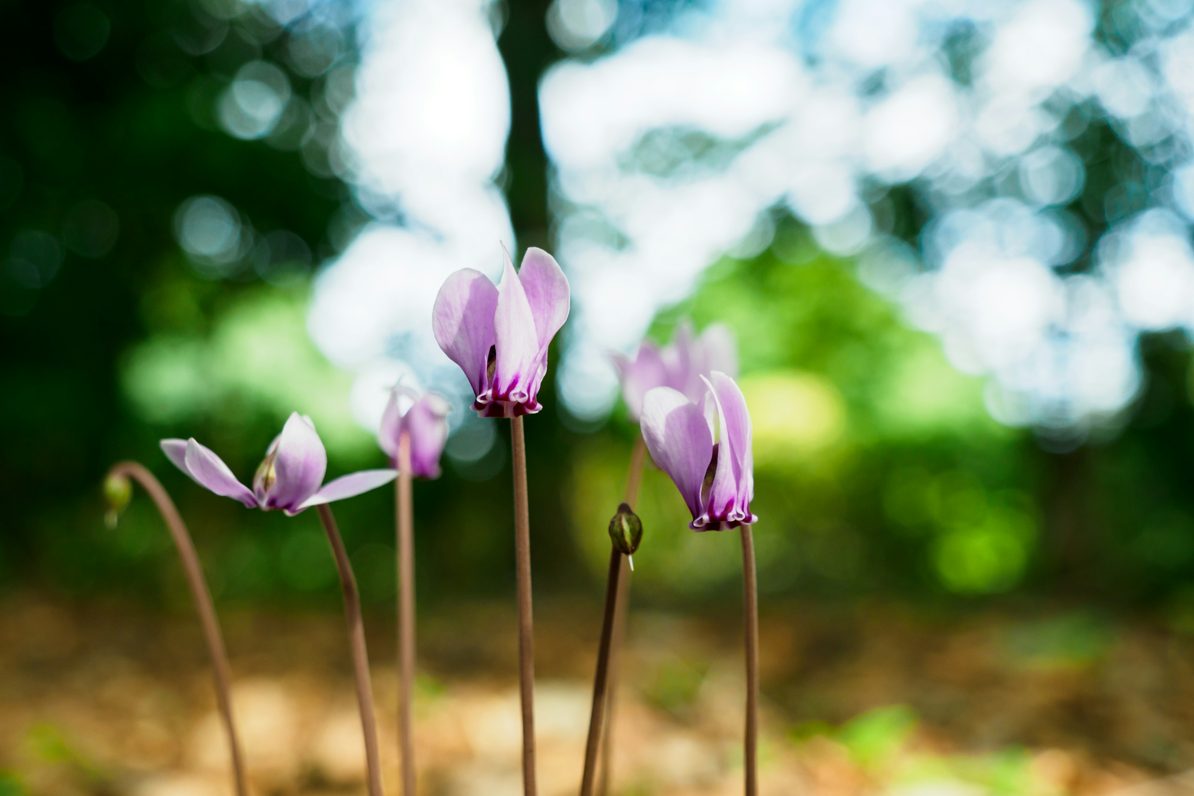 薄紫色の花が緑の背景で咲いている様子