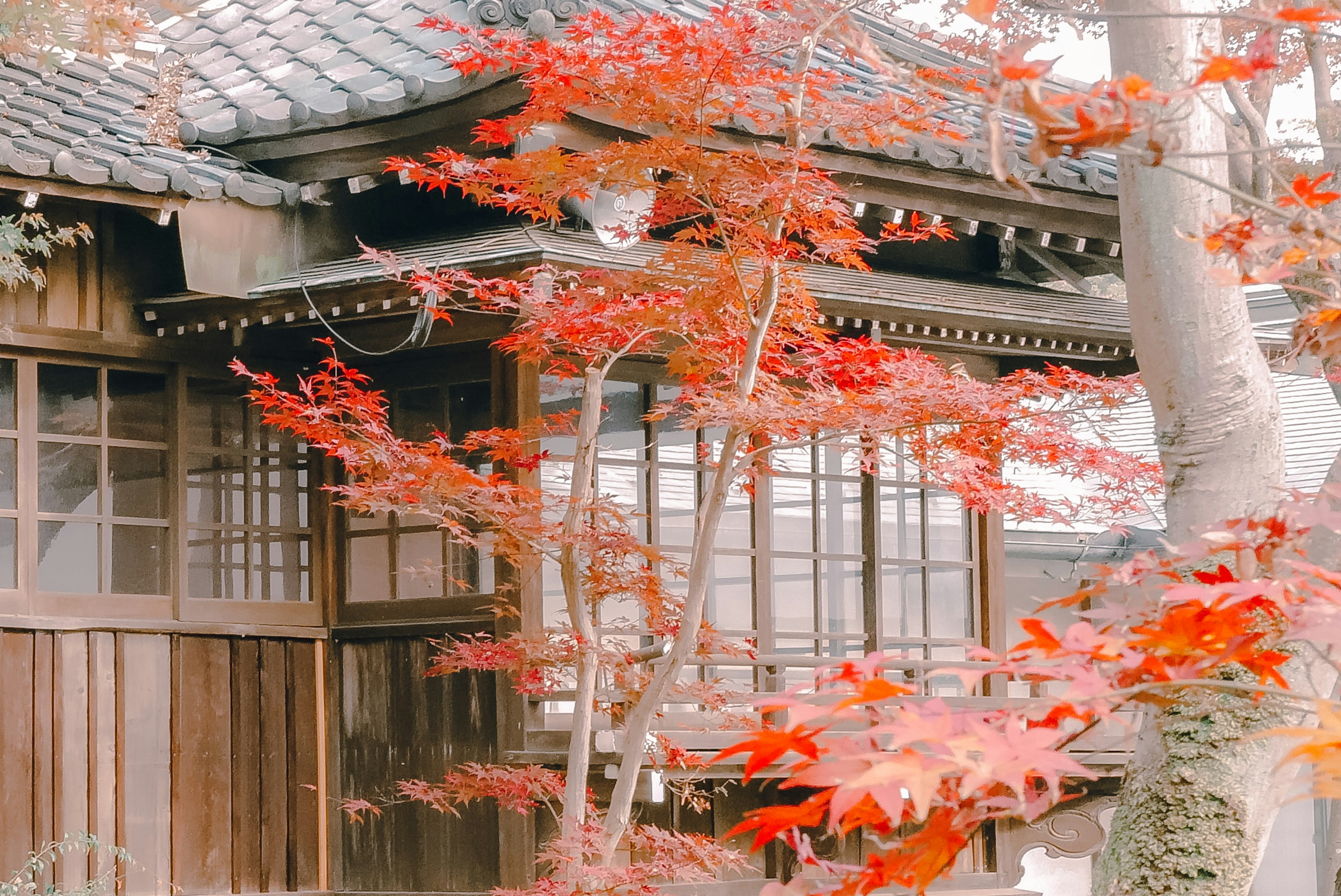 赤い葉に囲まれた伝統的な日本の家屋の風景