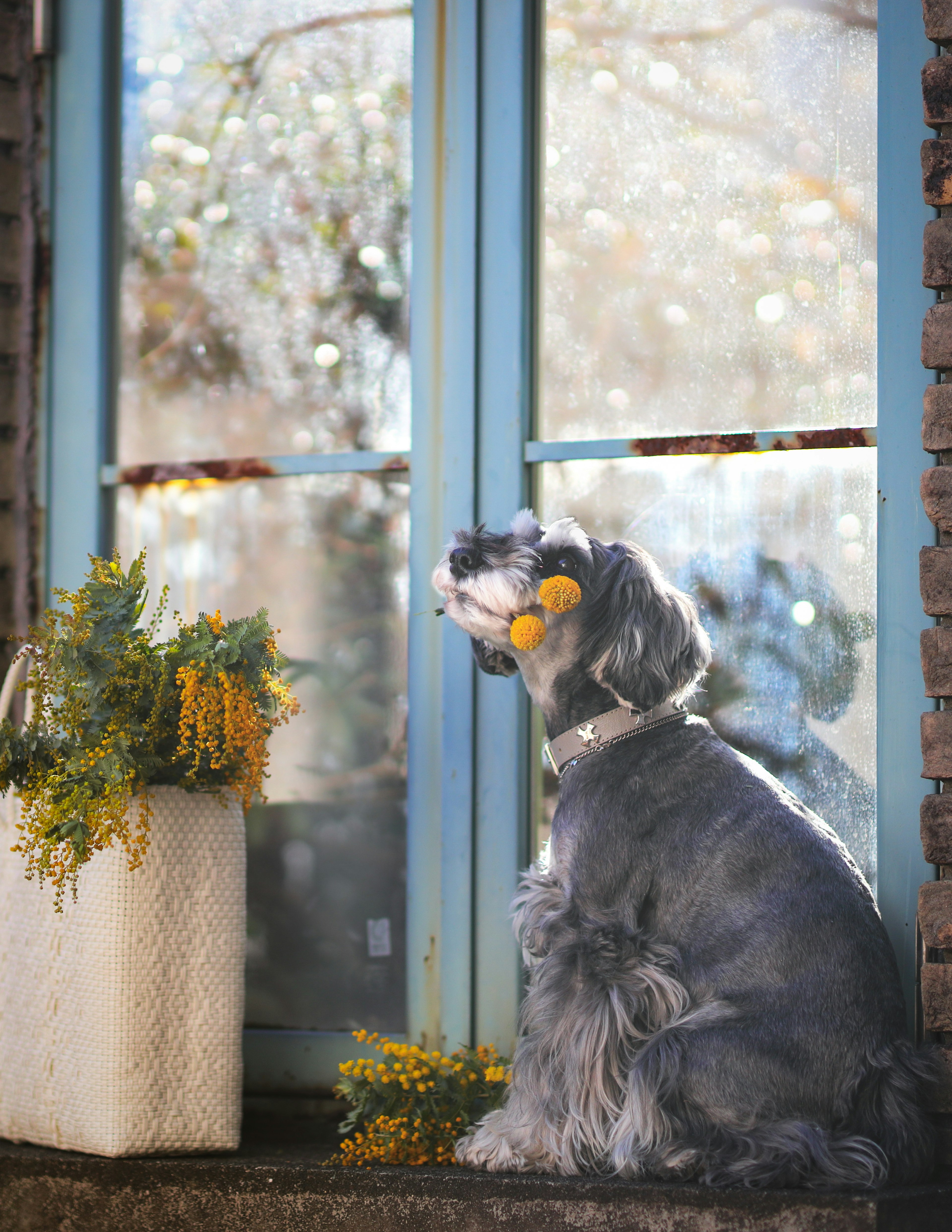 Perro sentado junto a la ventana con flores amarillas