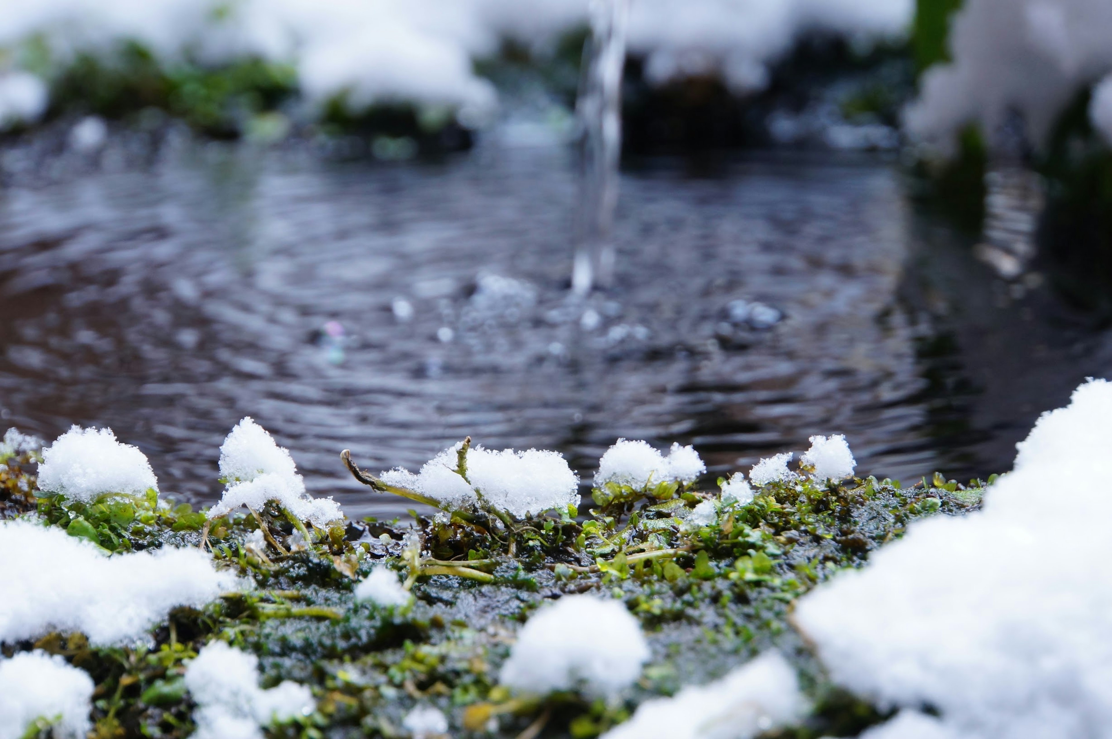 Primo piano di muschio coperto di neve con gocce d'acqua che cadono in una pozza