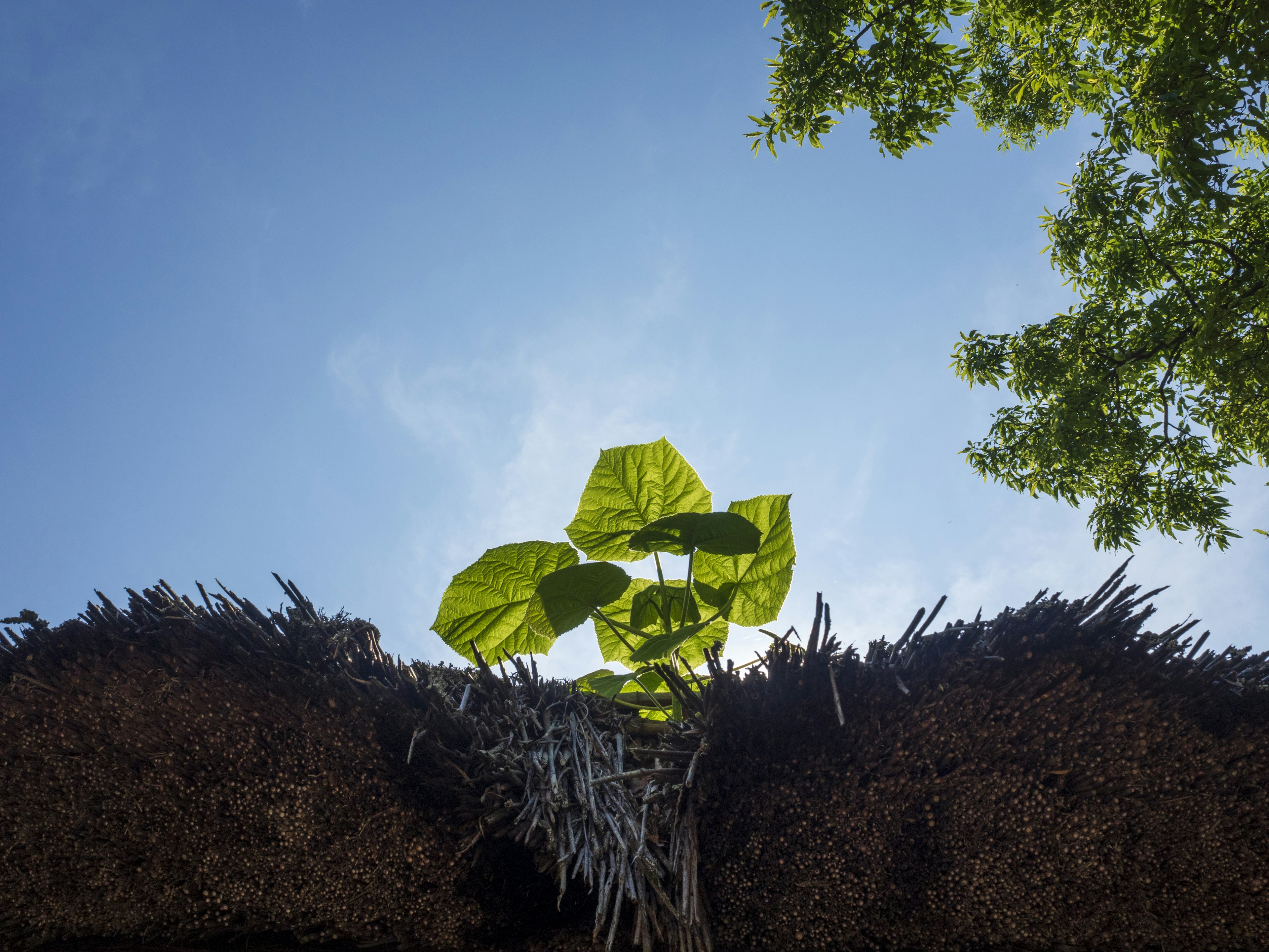 Green leaves growing under a blue sky with thatched roof