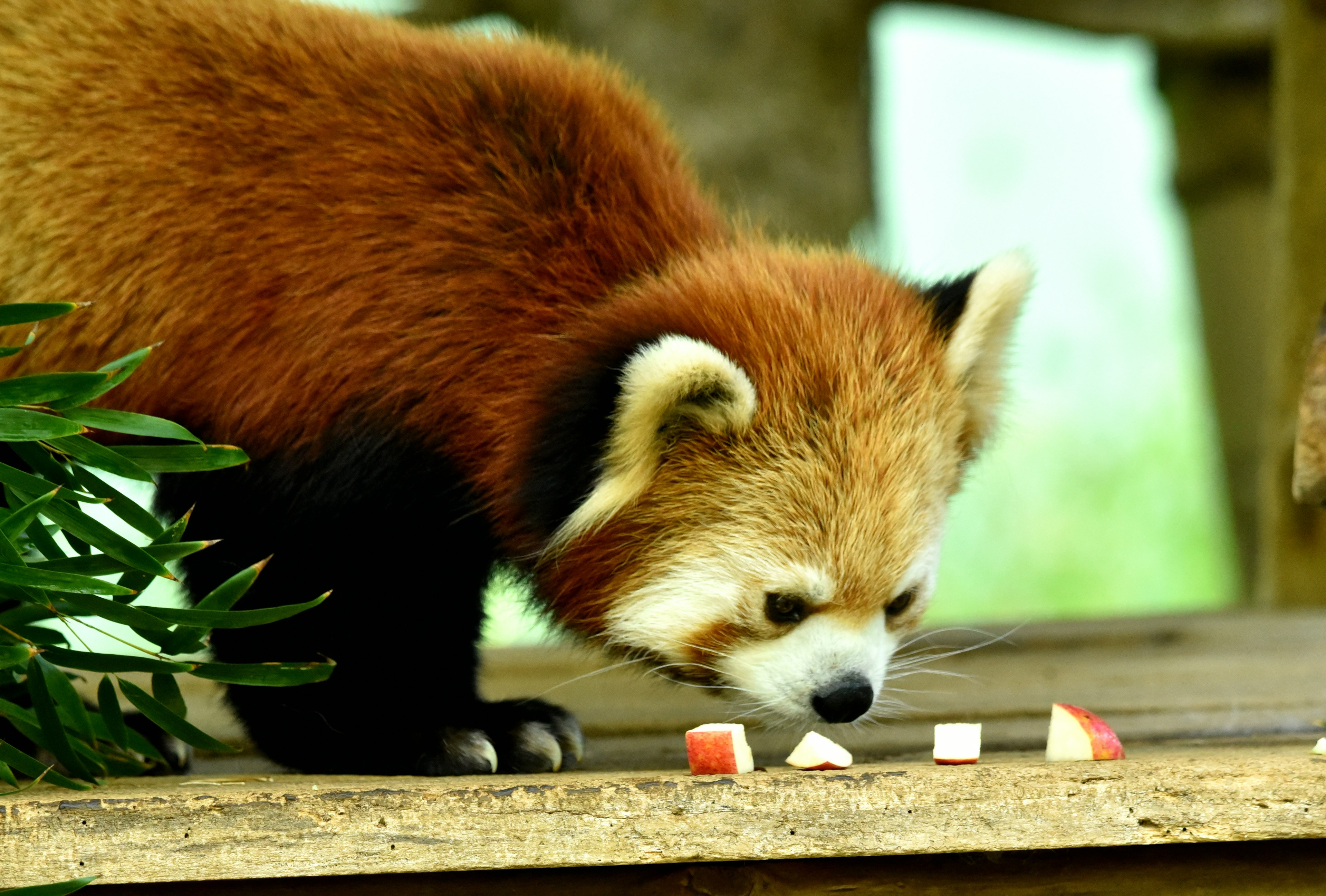 赤ちゃんパンダが木の上でリンゴを食べている