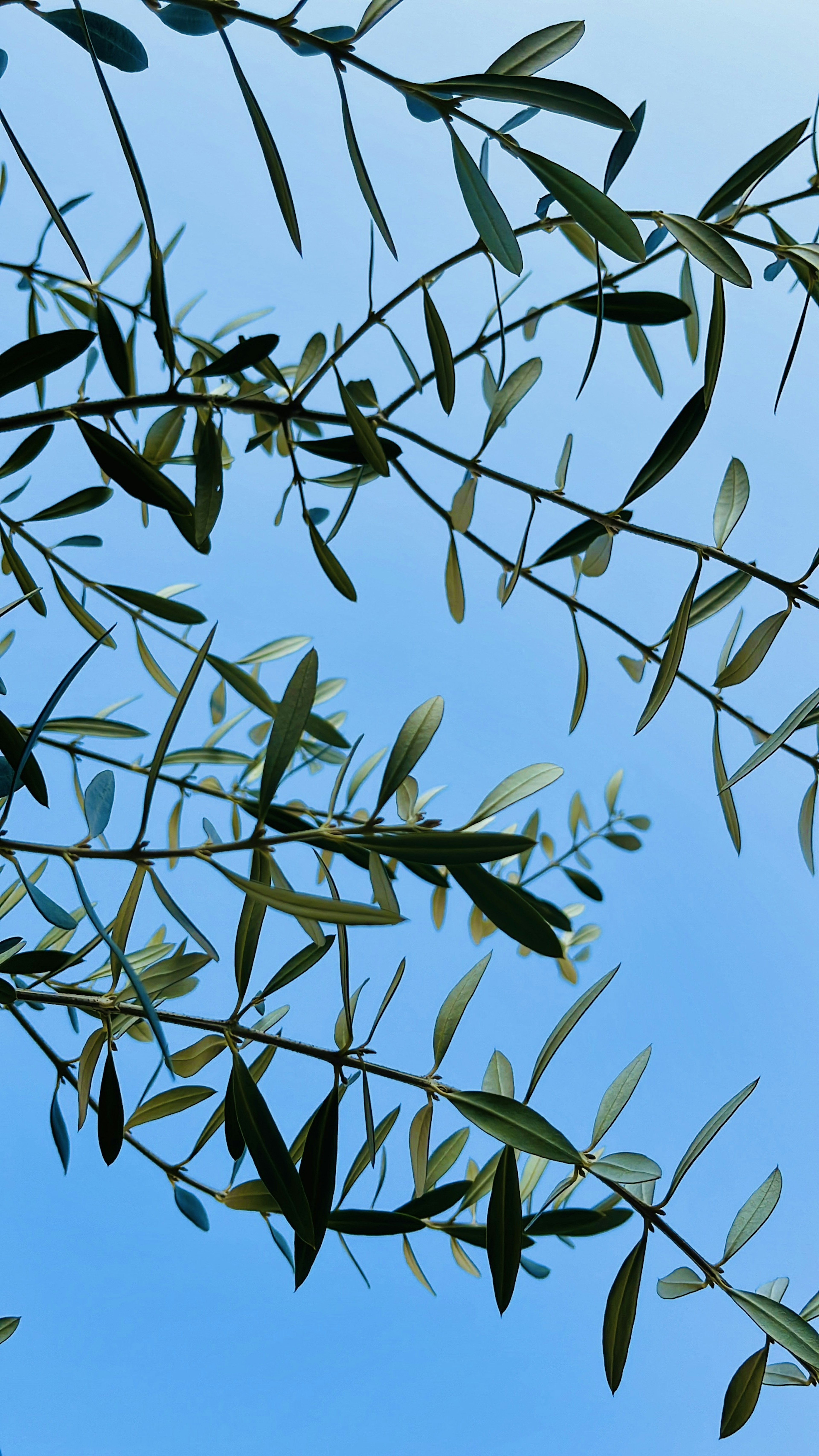 Intersecting branches of slender leaves against a clear blue sky