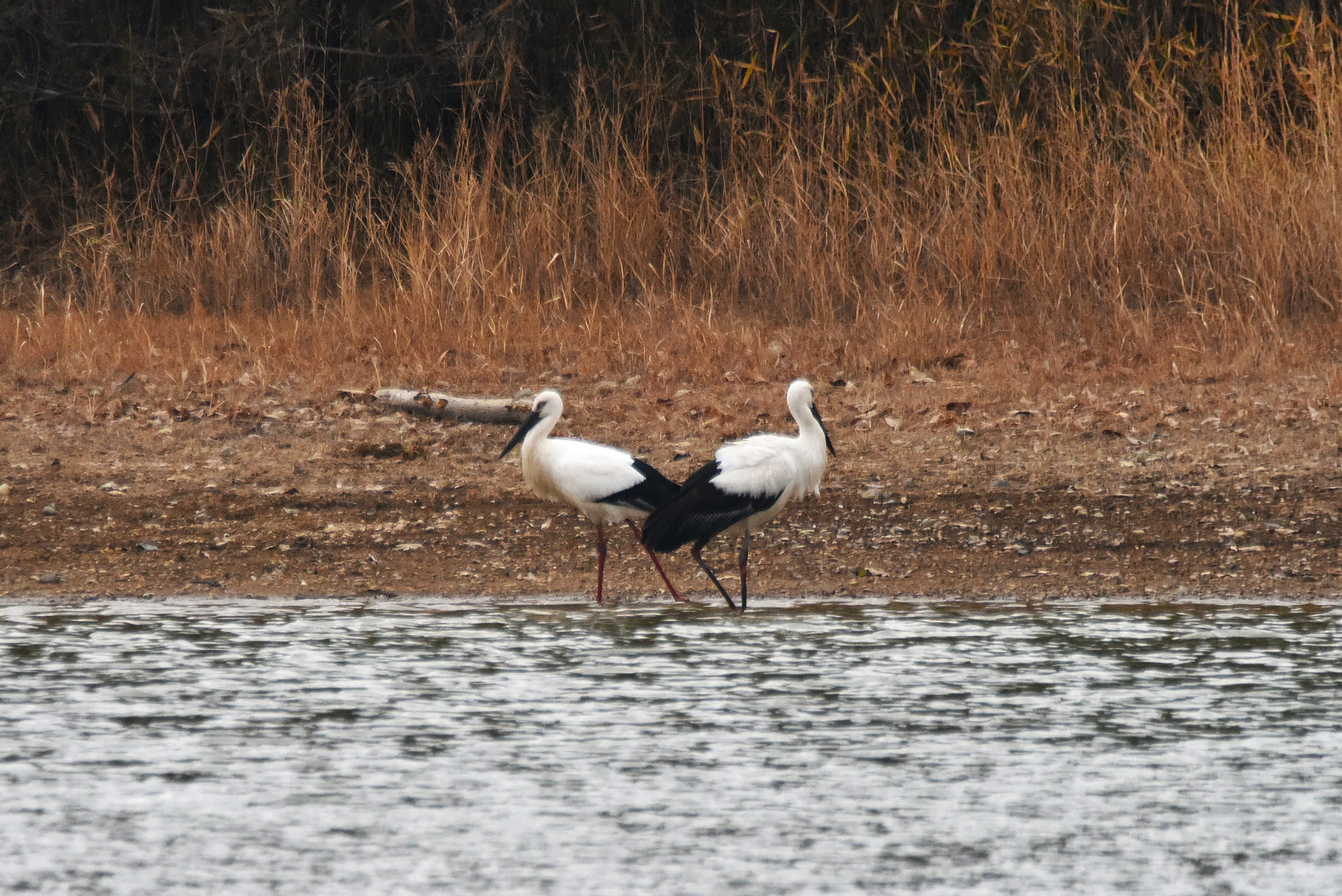 Two birds standing by the water one white and one black