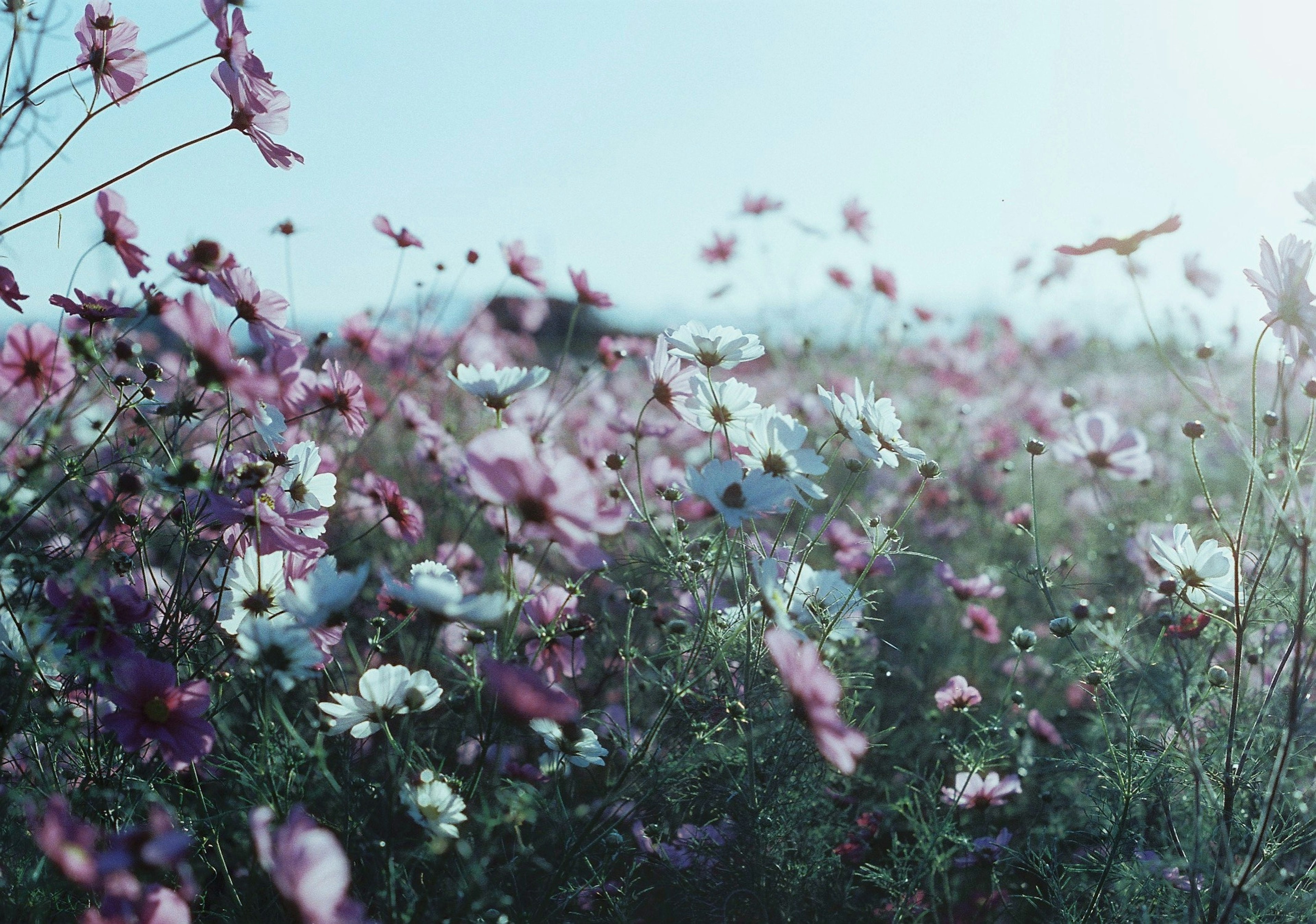 Un campo de flores coloridas ondeando con la brisa