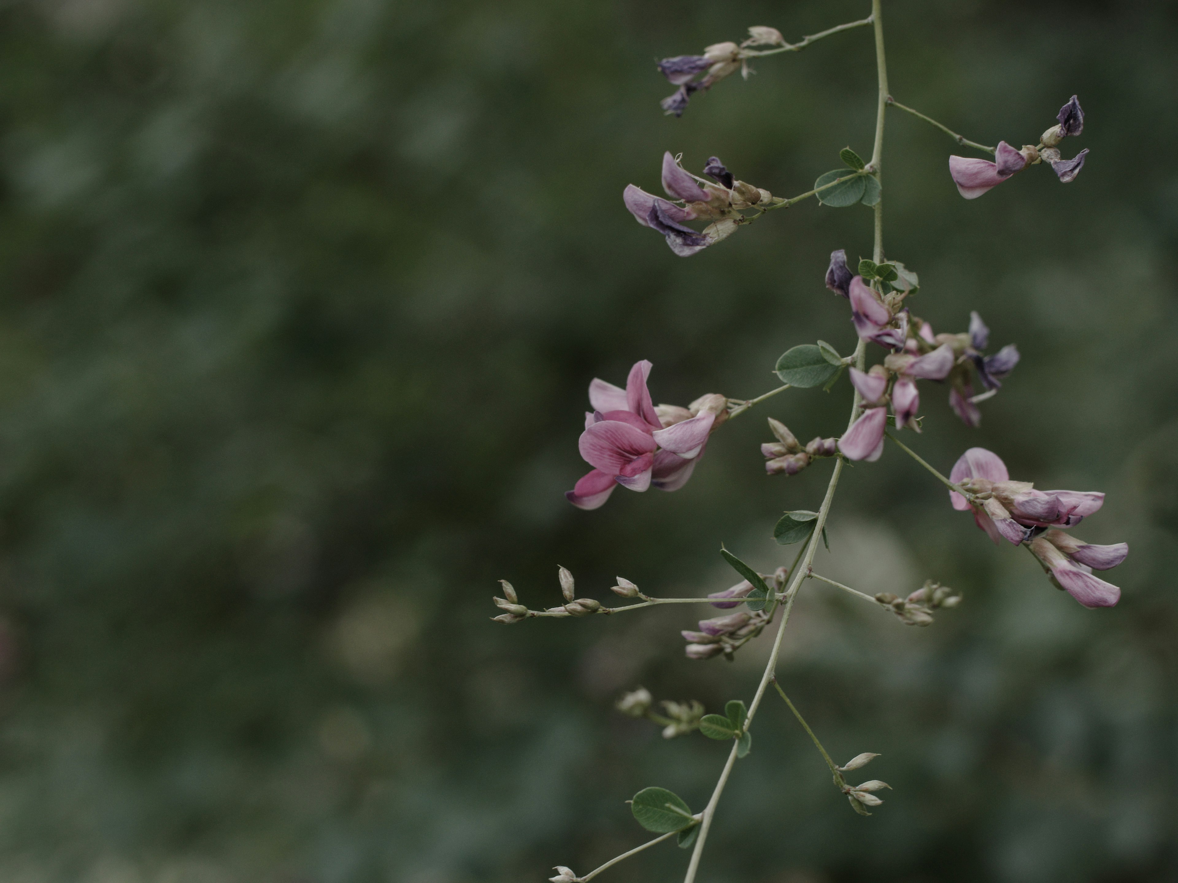 淡いピンク色の花を持つ植物の茎が緑の背景に映える