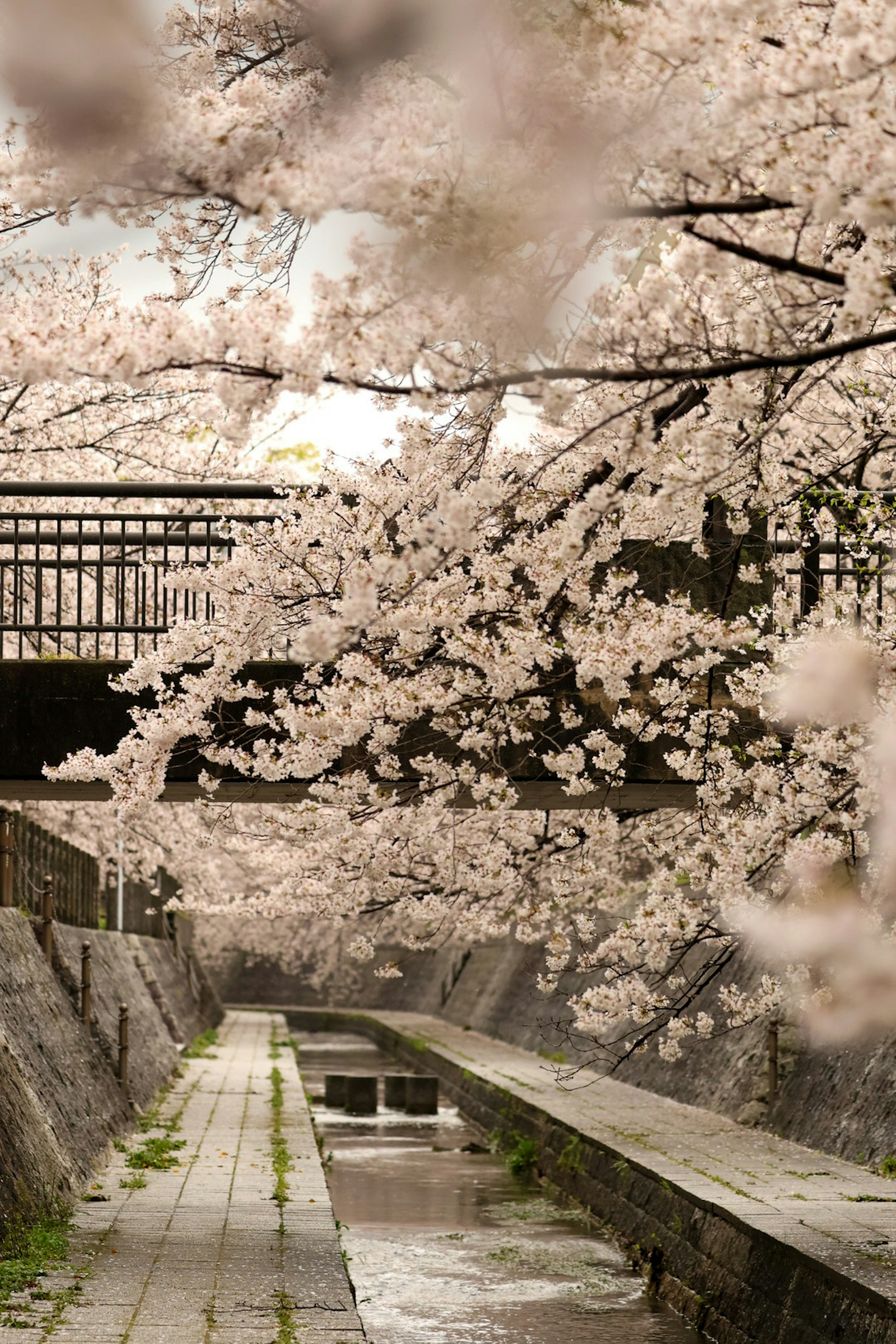 桜の木が咲いている小道の風景