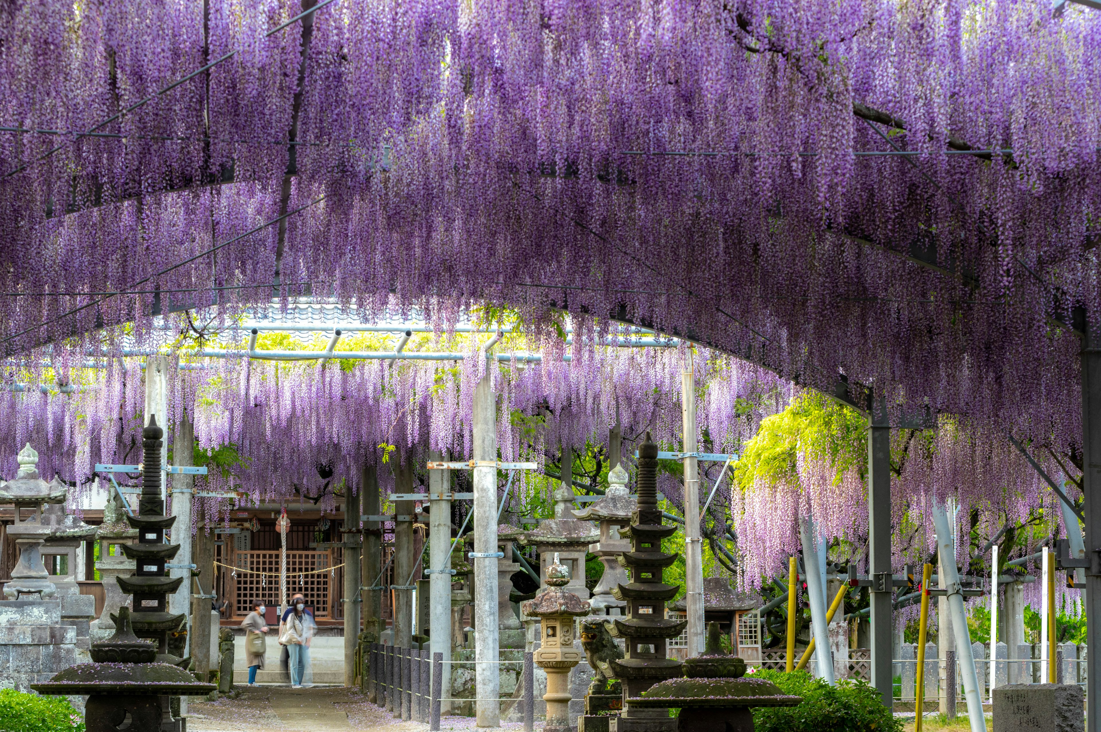 Vue pittoresque d'un sanctuaire sous une belle arche de fleurs de glycine violettes