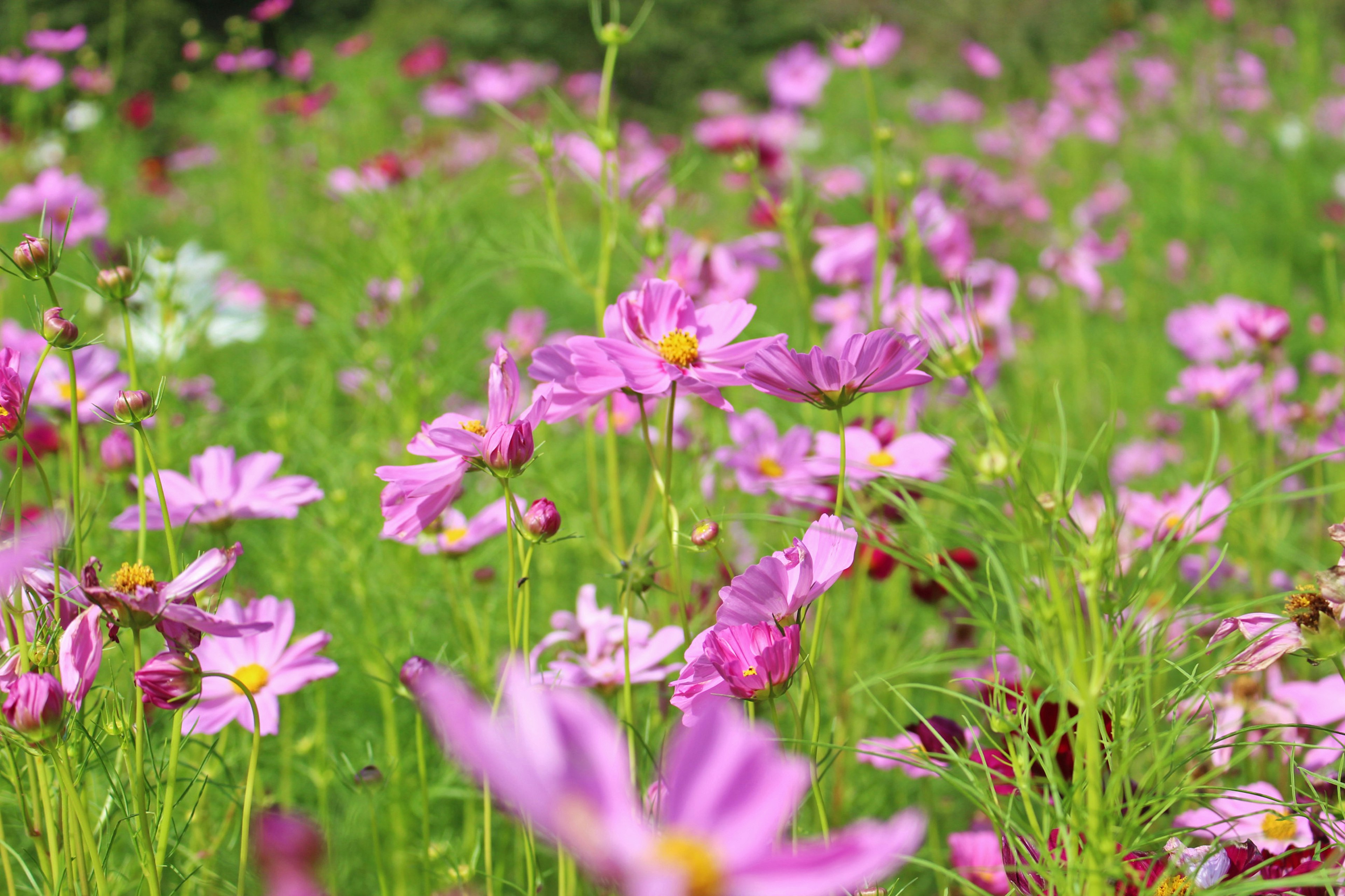 A field of blooming pink cosmos flowers with green foliage