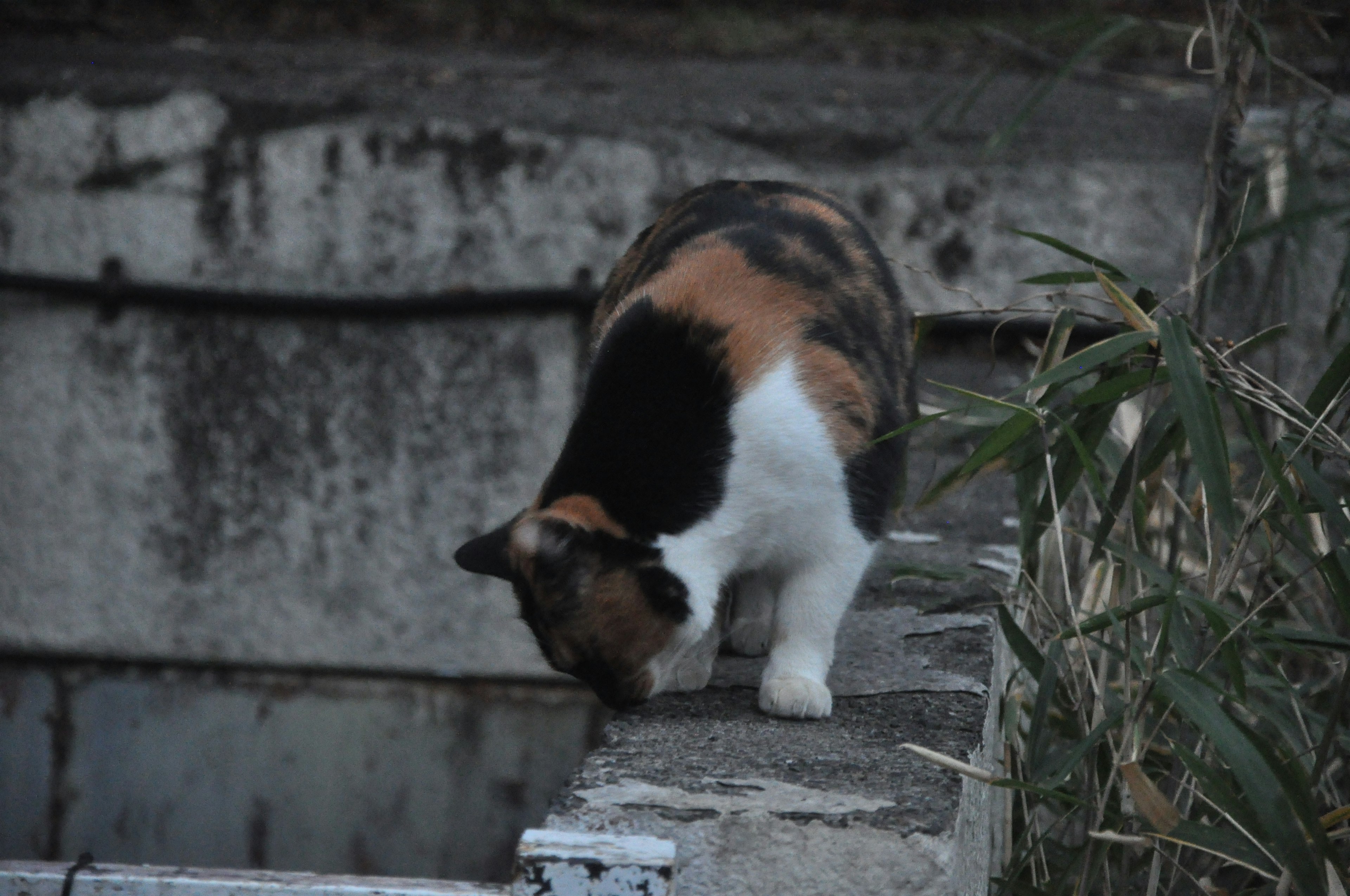 三毛猫がコンクリートの縁に身をかがめている様子