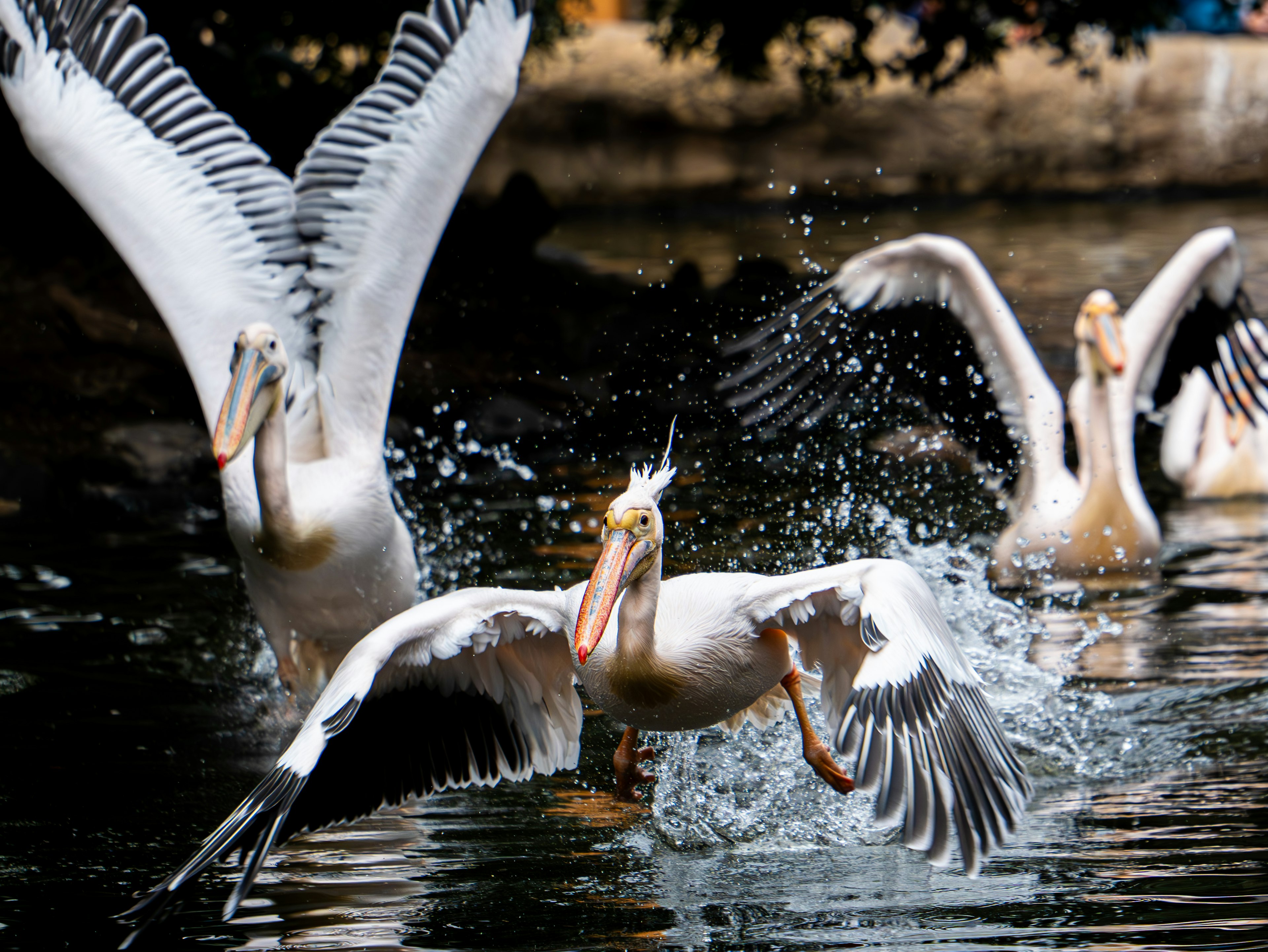 White pelicans flapping wings on the water surface