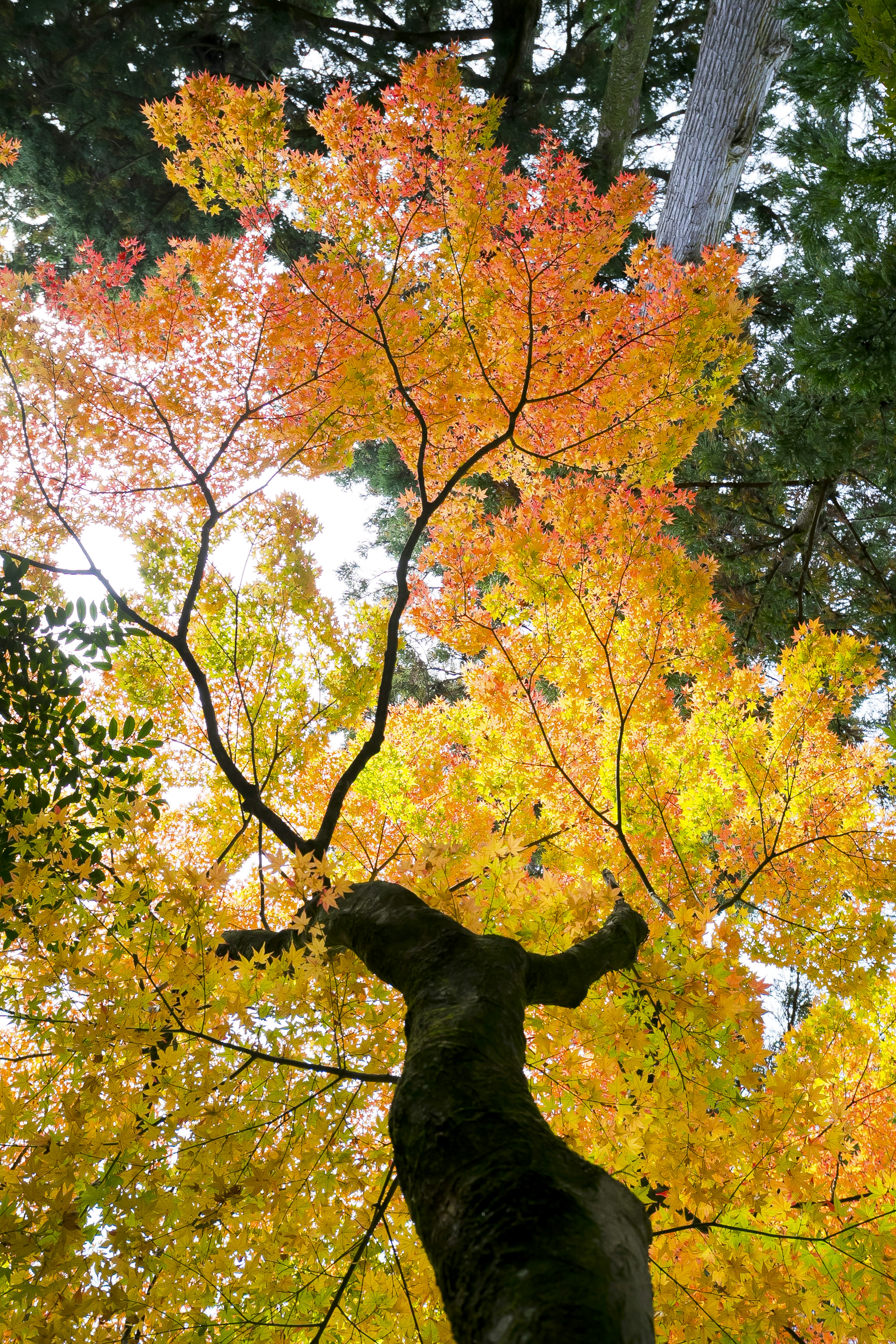 View from below of a tree with beautiful orange and yellow leaves