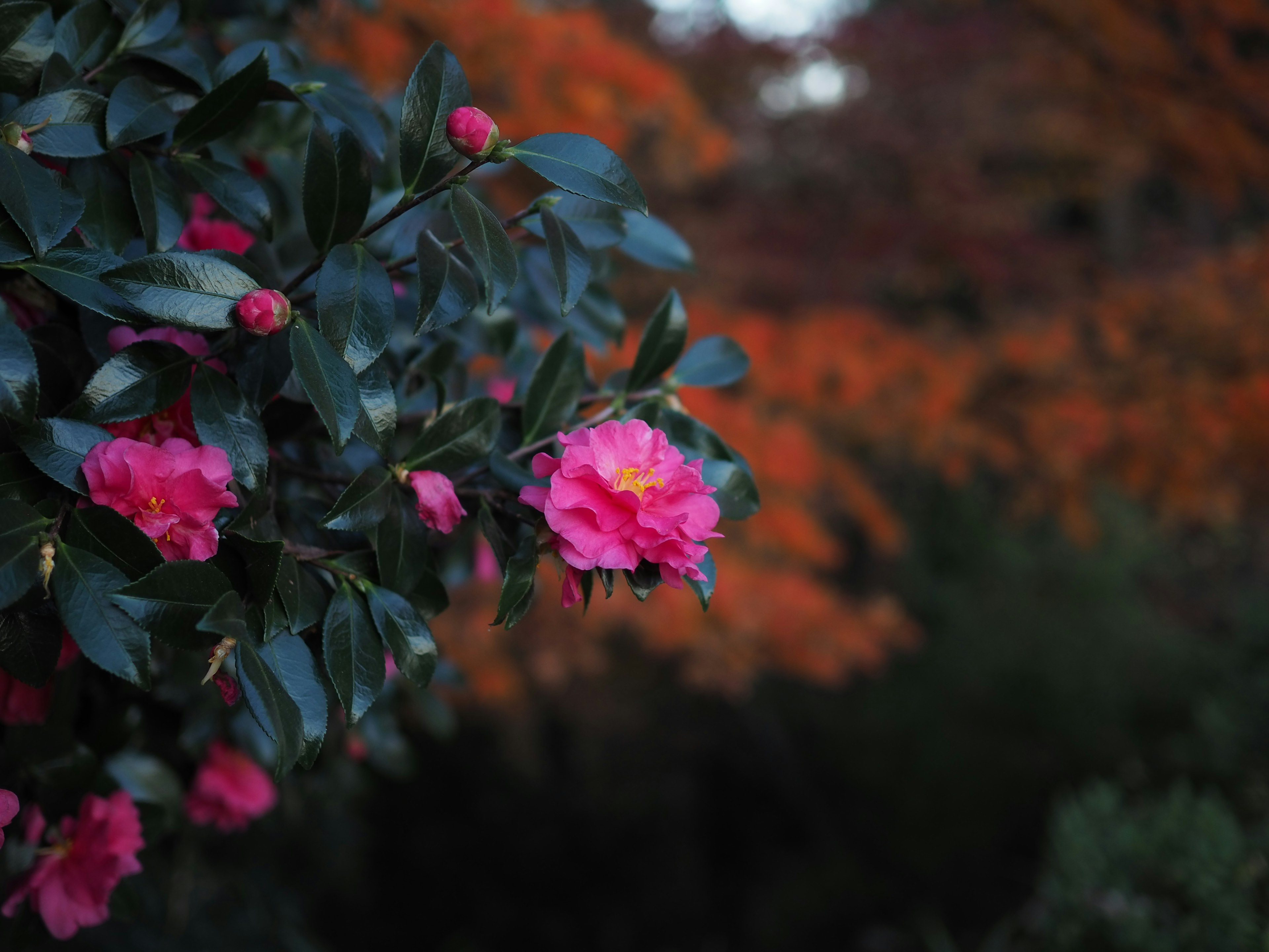 A vibrant pink flower blooms on a bush with beautiful autumn foliage in the background