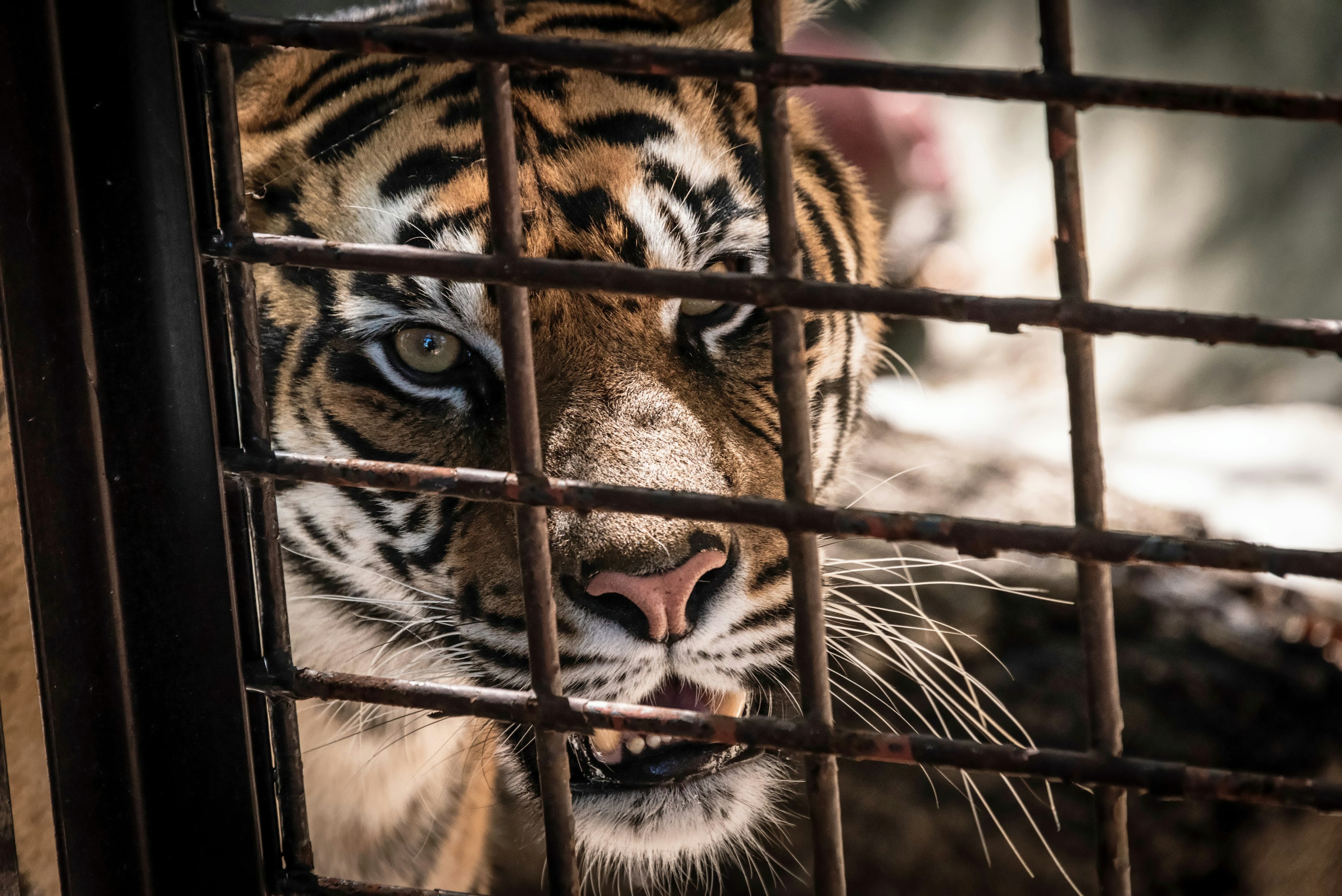 Nahaufnahme eines Tigers hinter Gitter mit blauen Augen und auffälligen Mustern