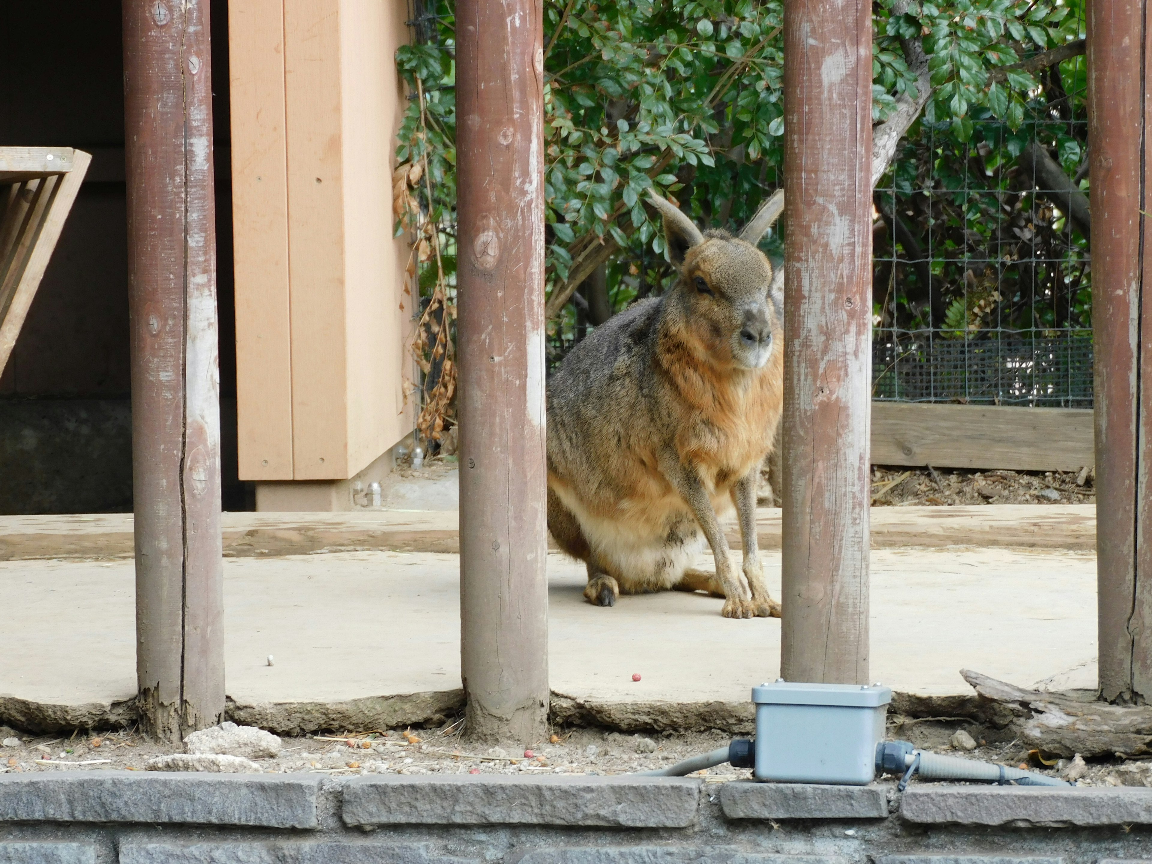 A small animal sitting between wooden posts in a zoo setting