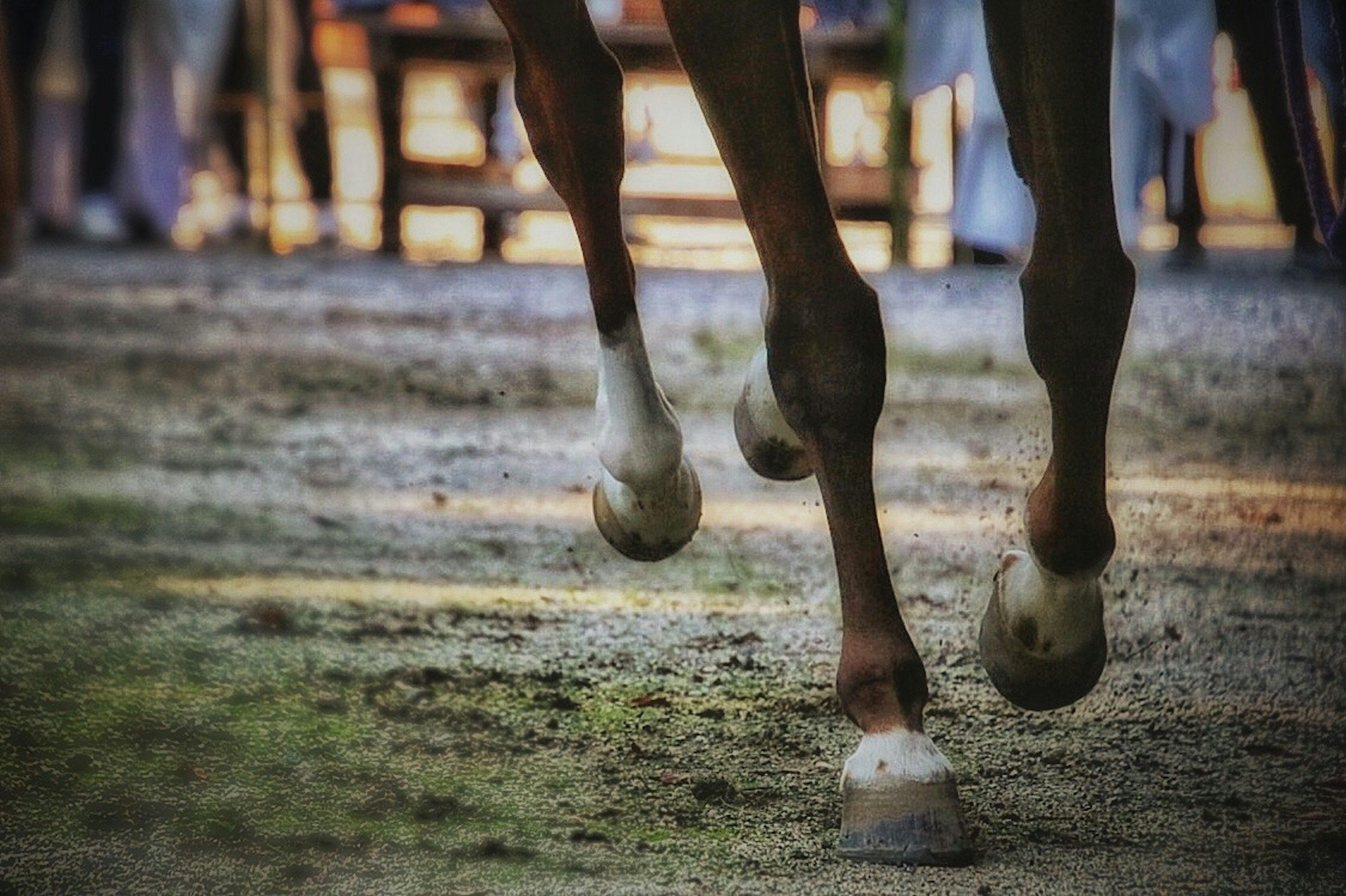 Nahaufnahme der Hufe eines Pferdes, das auf Erde läuft