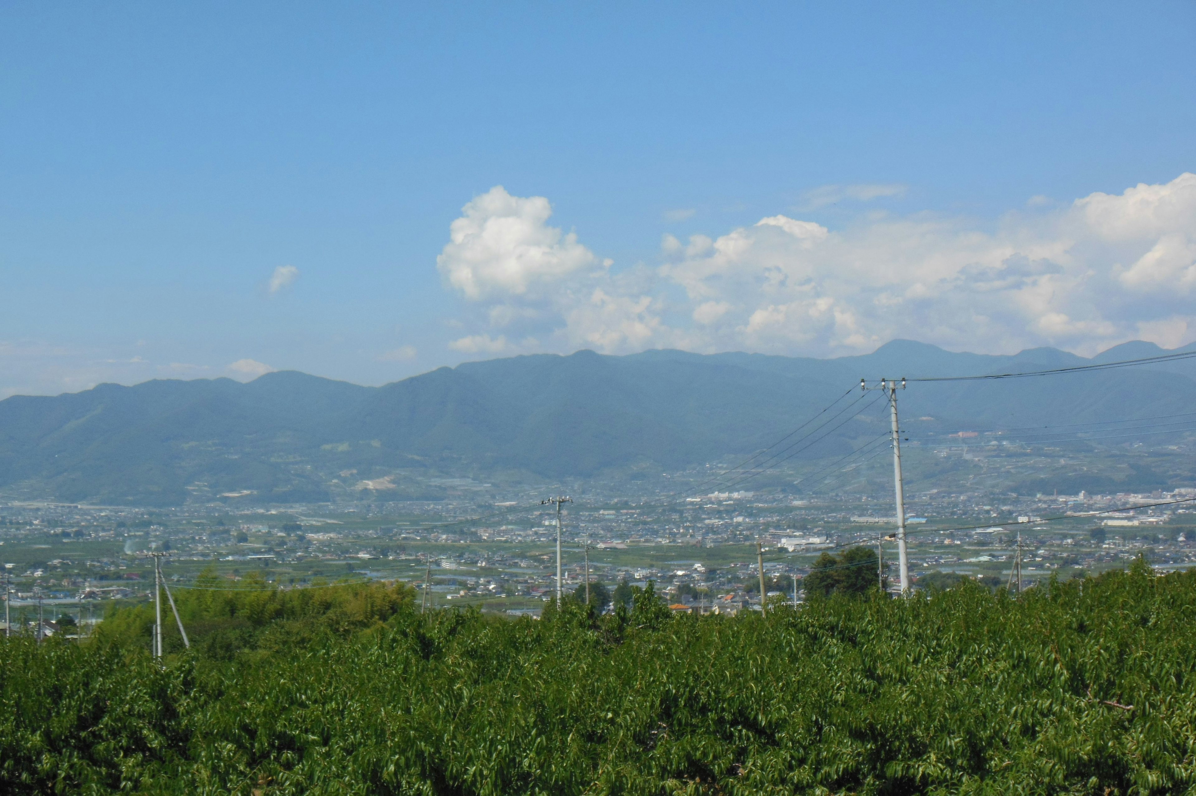 Ampio paesaggio con cielo blu e montagne sullo sfondo piante verdi in primo piano