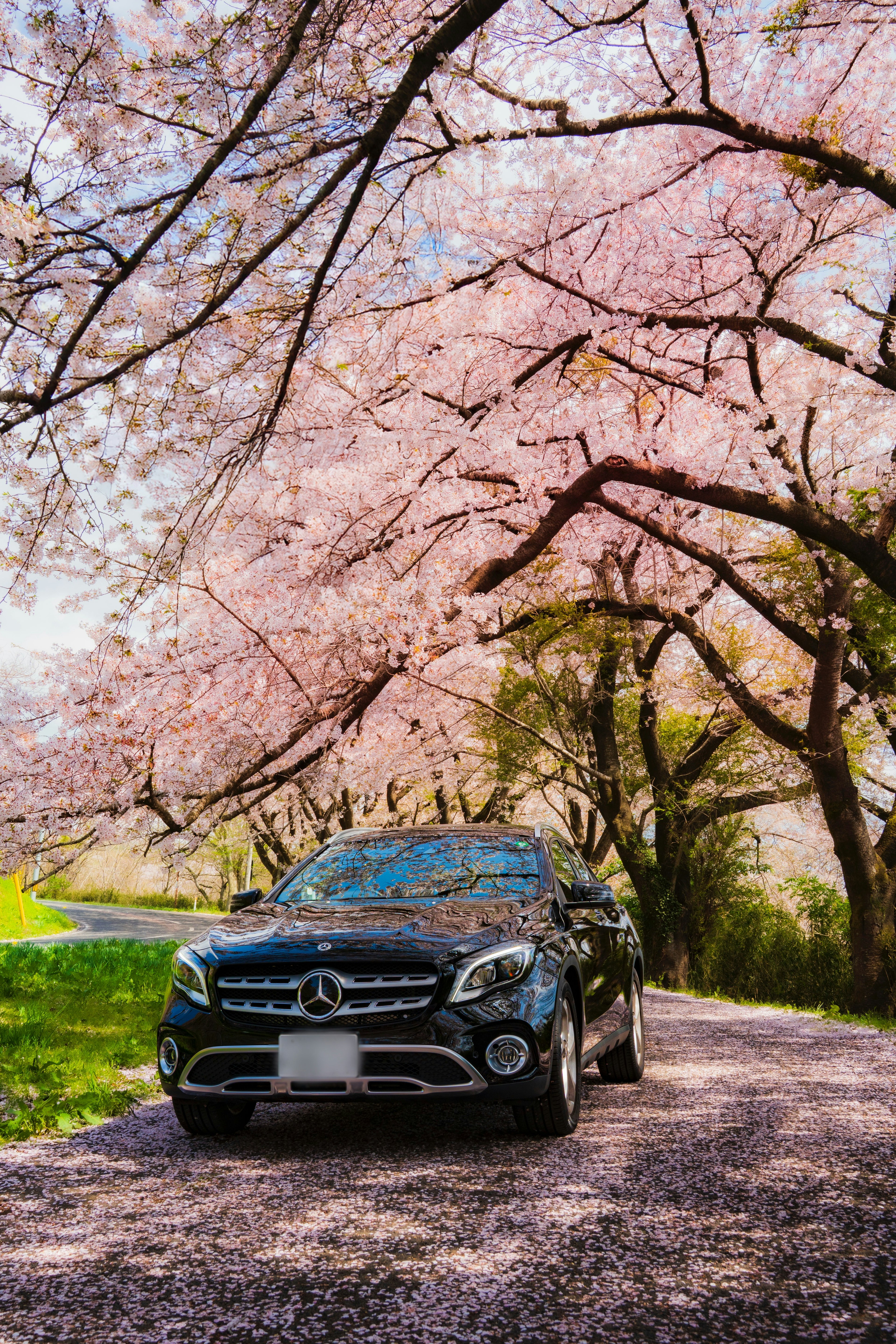 Voiture Mercedes noire garée sous des cerisiers en fleurs