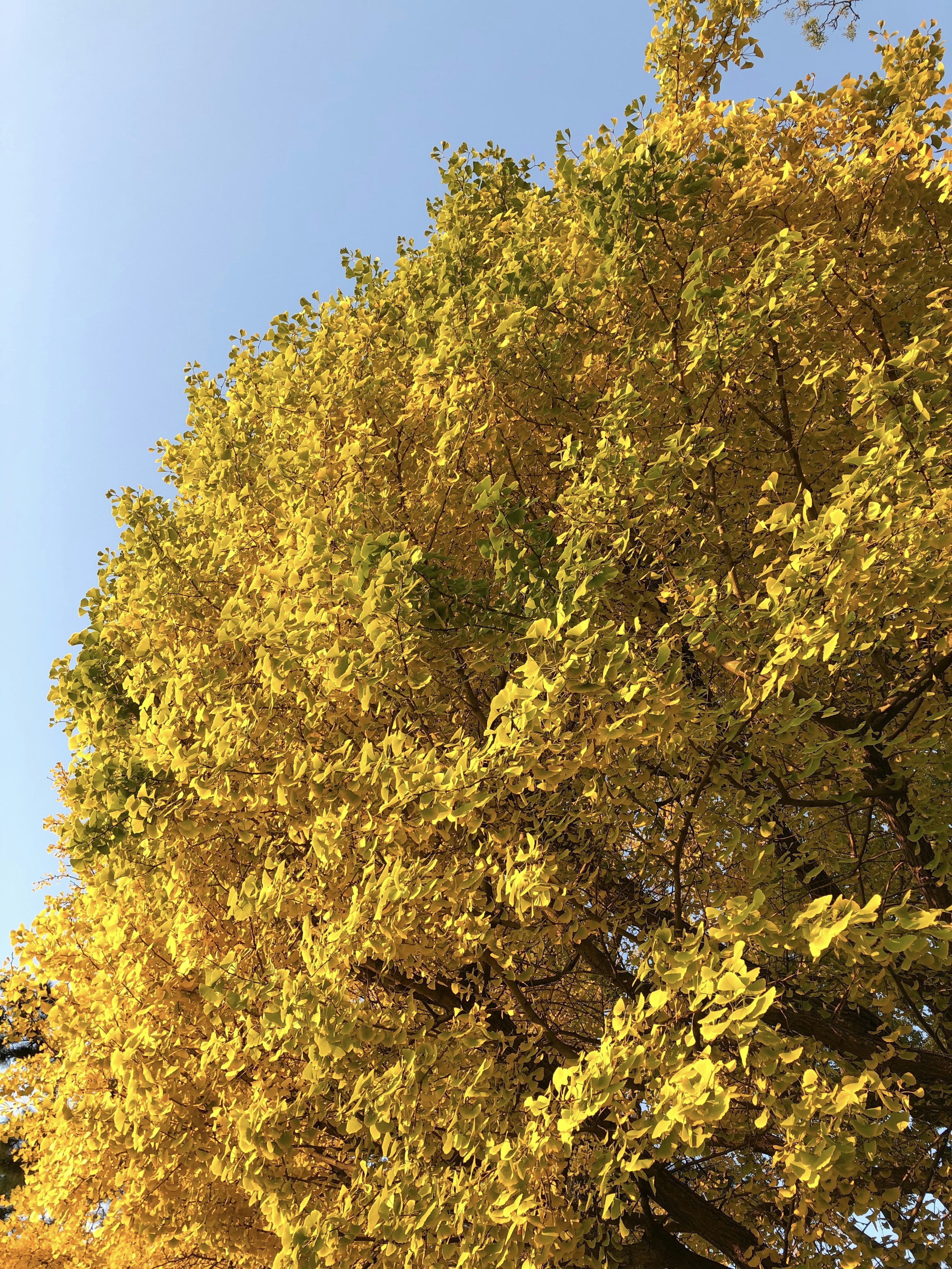 Upper part of a tree with vibrant yellow leaves under a blue sky