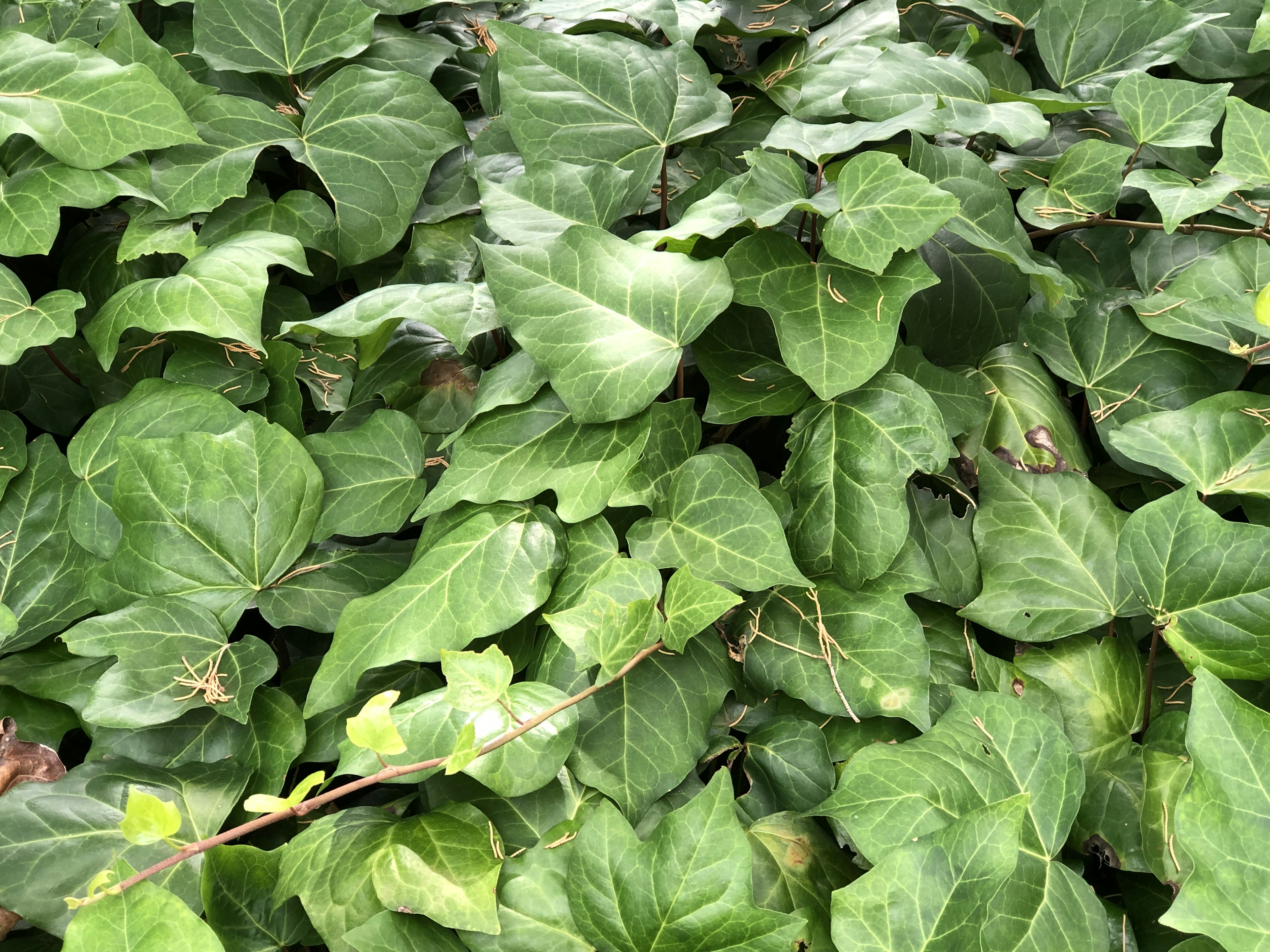 Hojas de hiedra verdes densas en un entorno natural