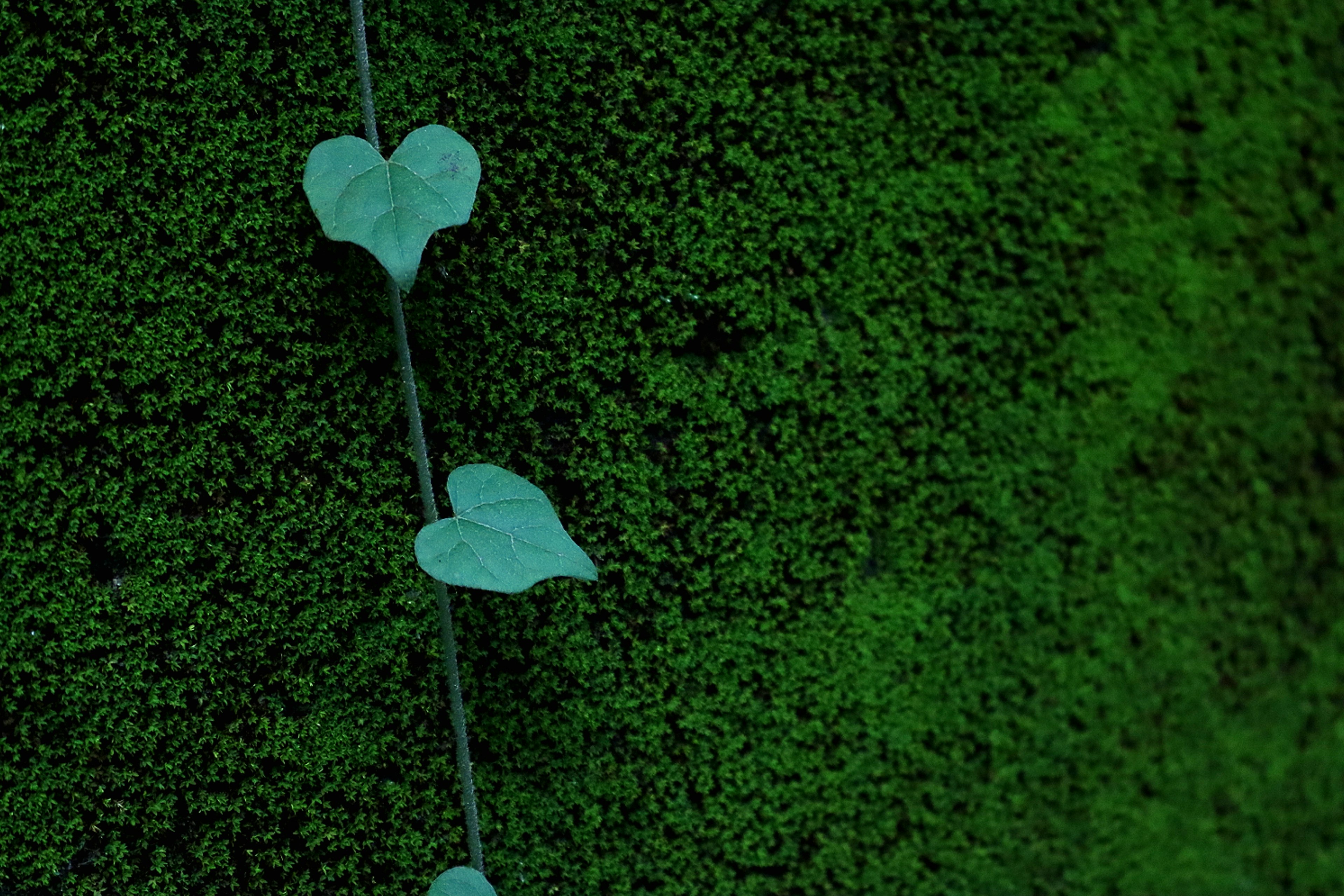 Heart-shaped leaves hanging against a green background