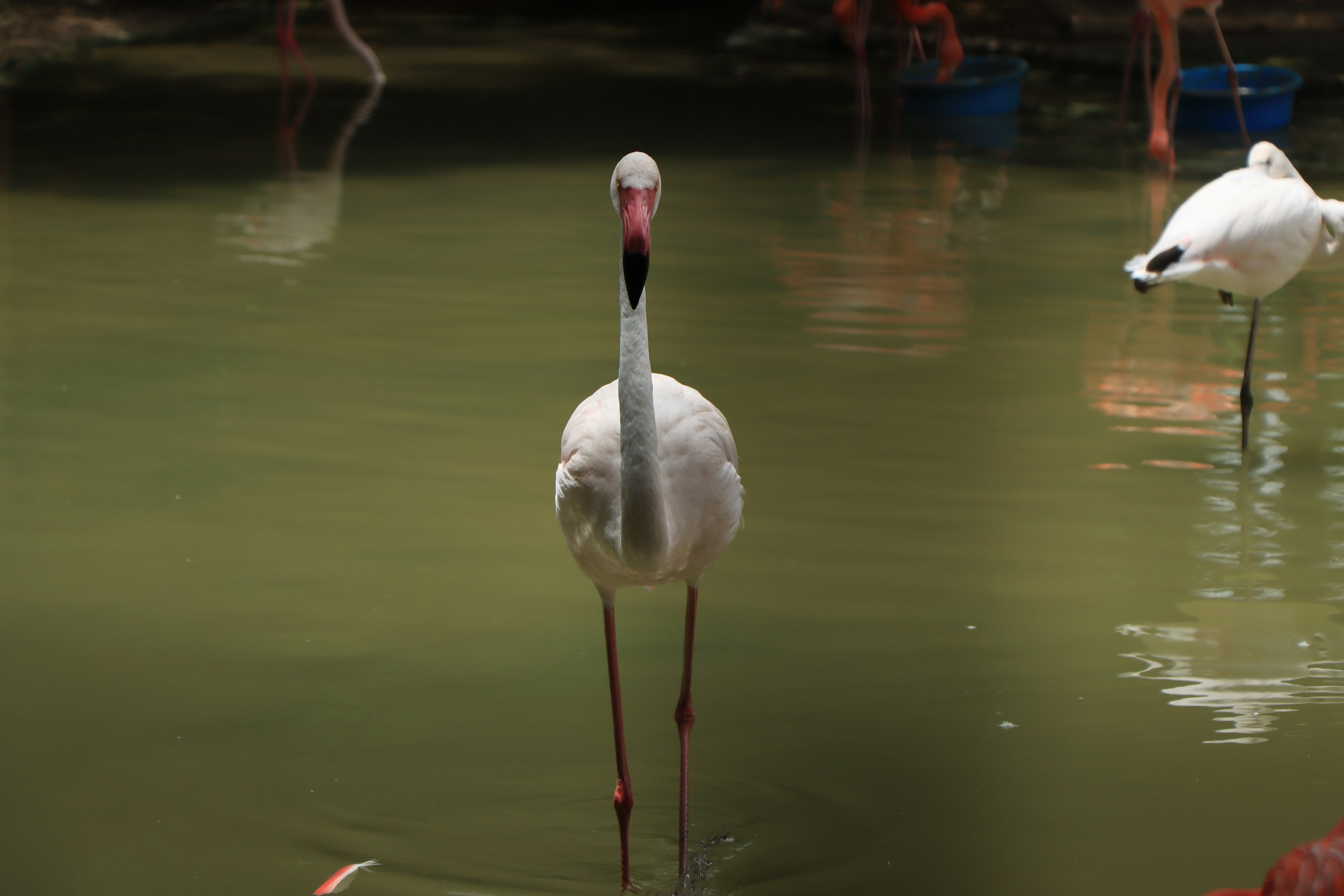 Un flamenco blanco de pie en el agua con otros flamencos al fondo