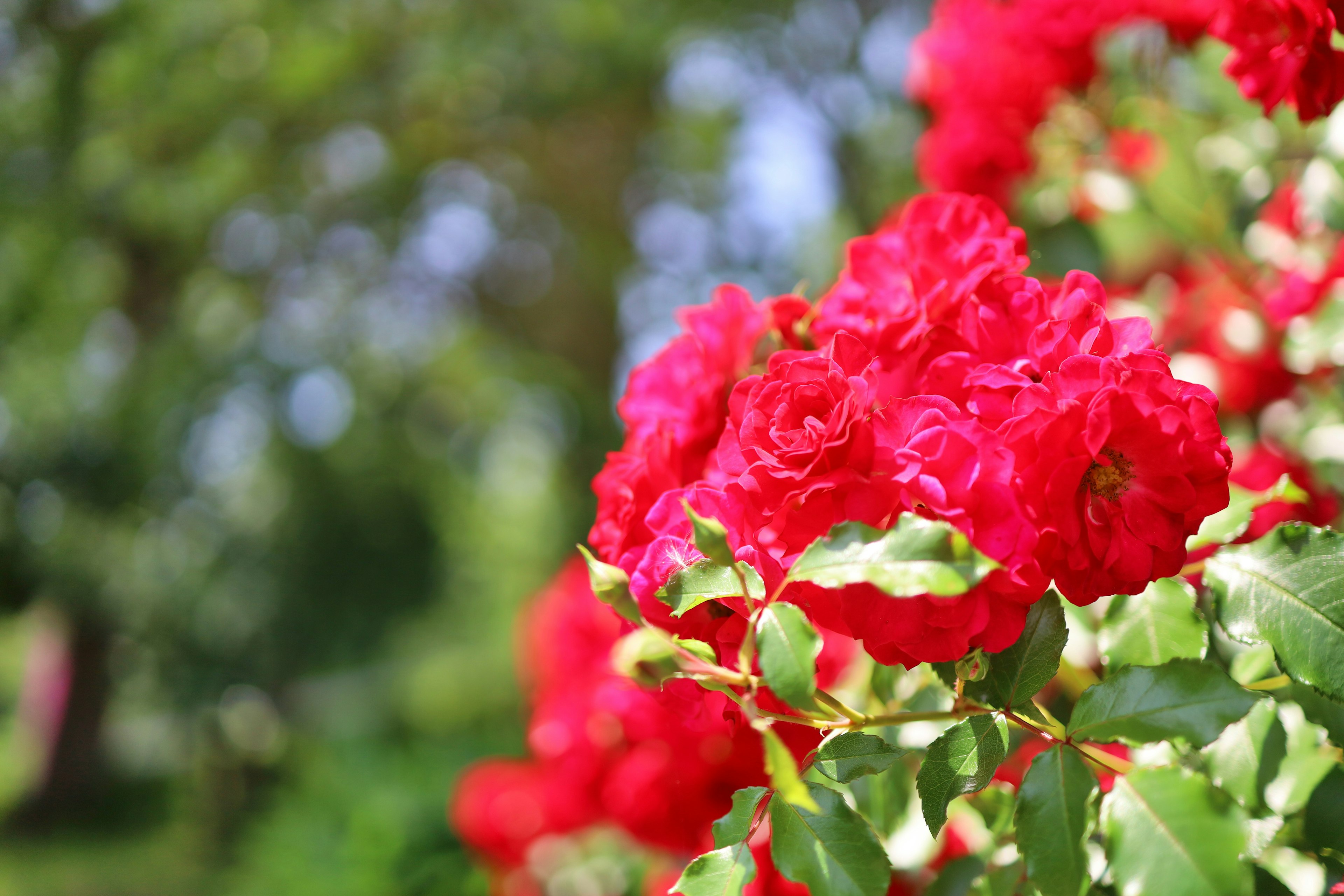 Rose rosse vivaci che fioriscono con foglie verdi in un giardino