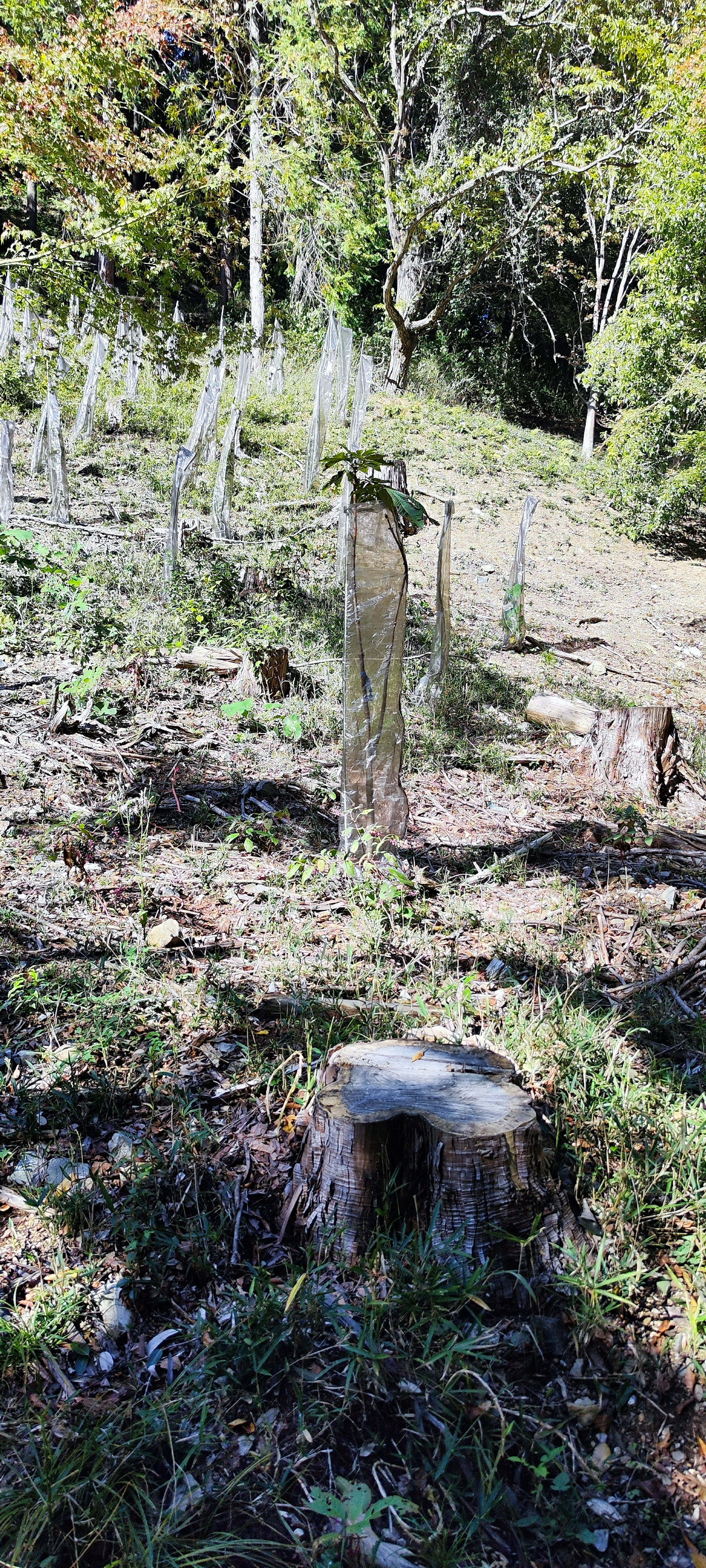 Landscape featuring a tree stump and surrounding trees