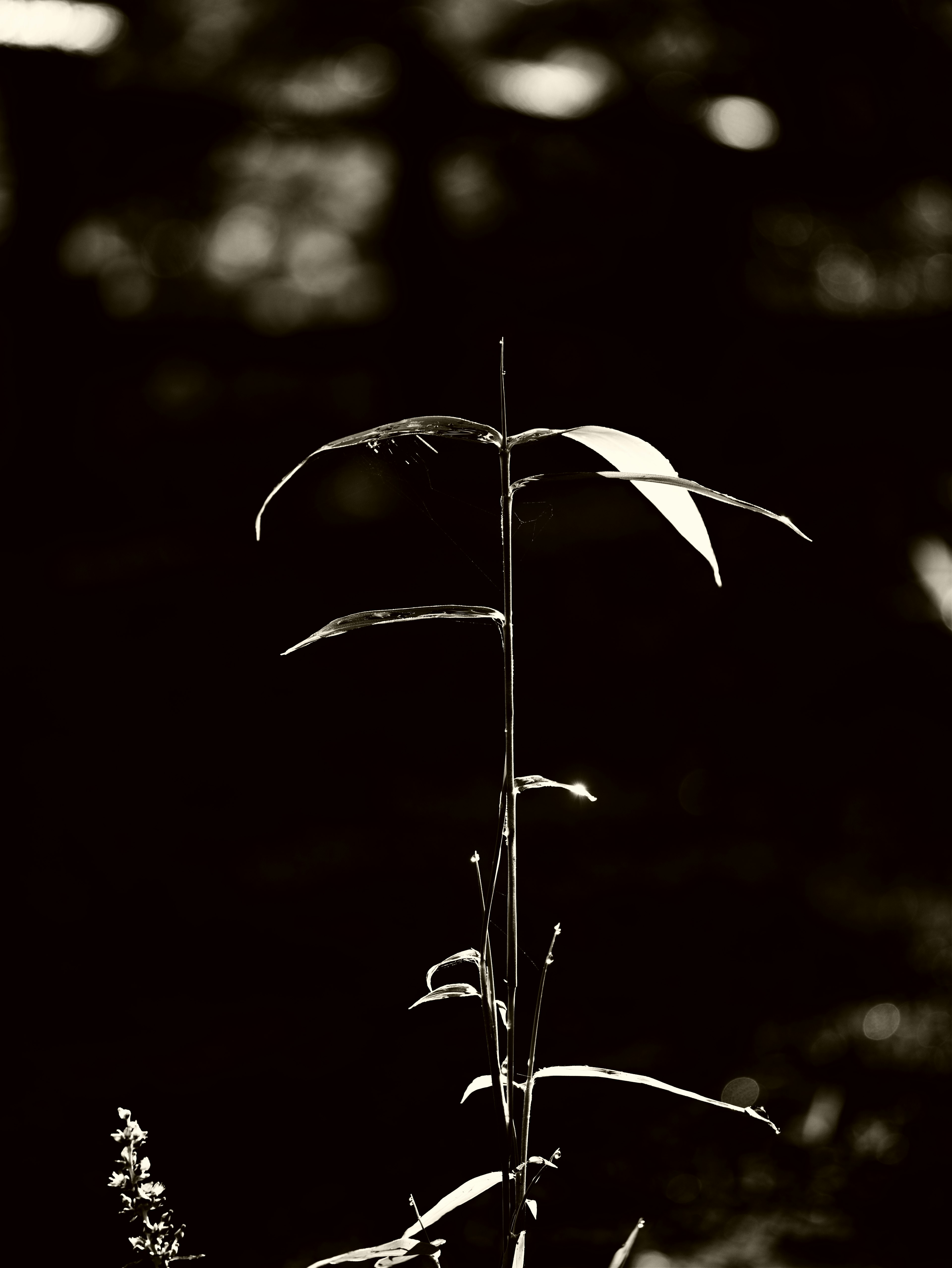 Un simple tallo de planta en blanco y negro resalta contra un fondo oscuro