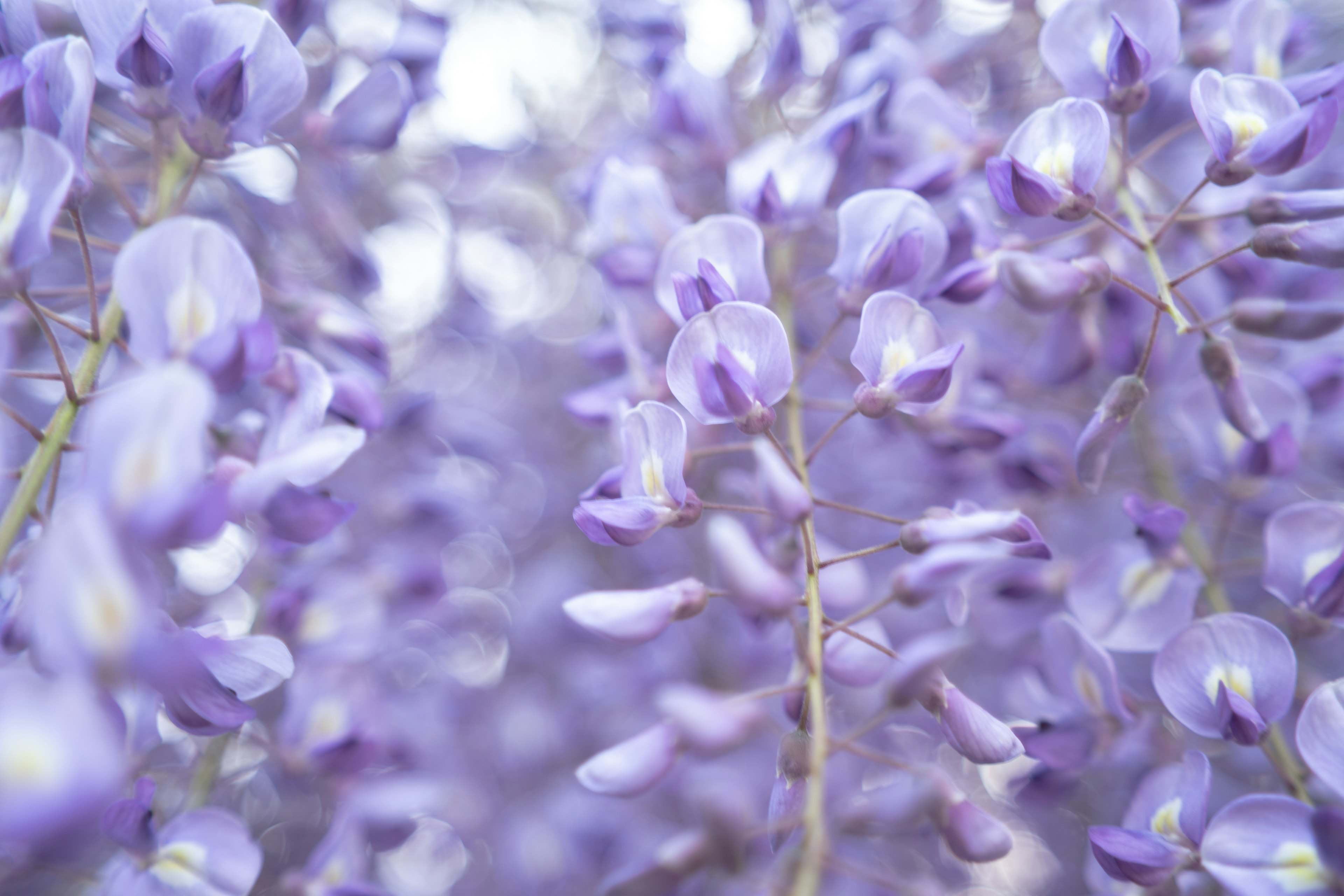 Fiori di glicine viola in piena fioritura