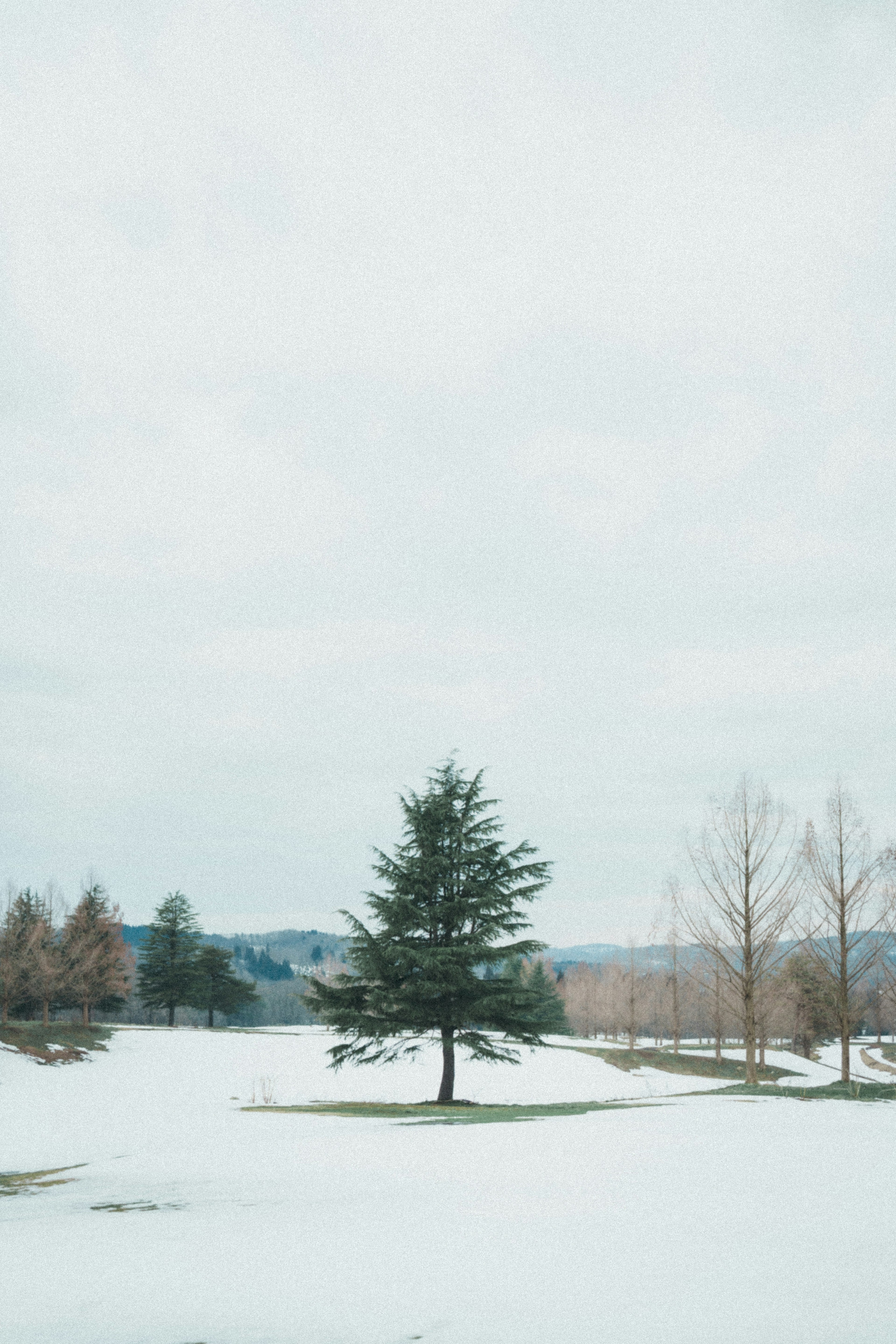 Un árbol solitario en un paisaje nevado con un cielo gris