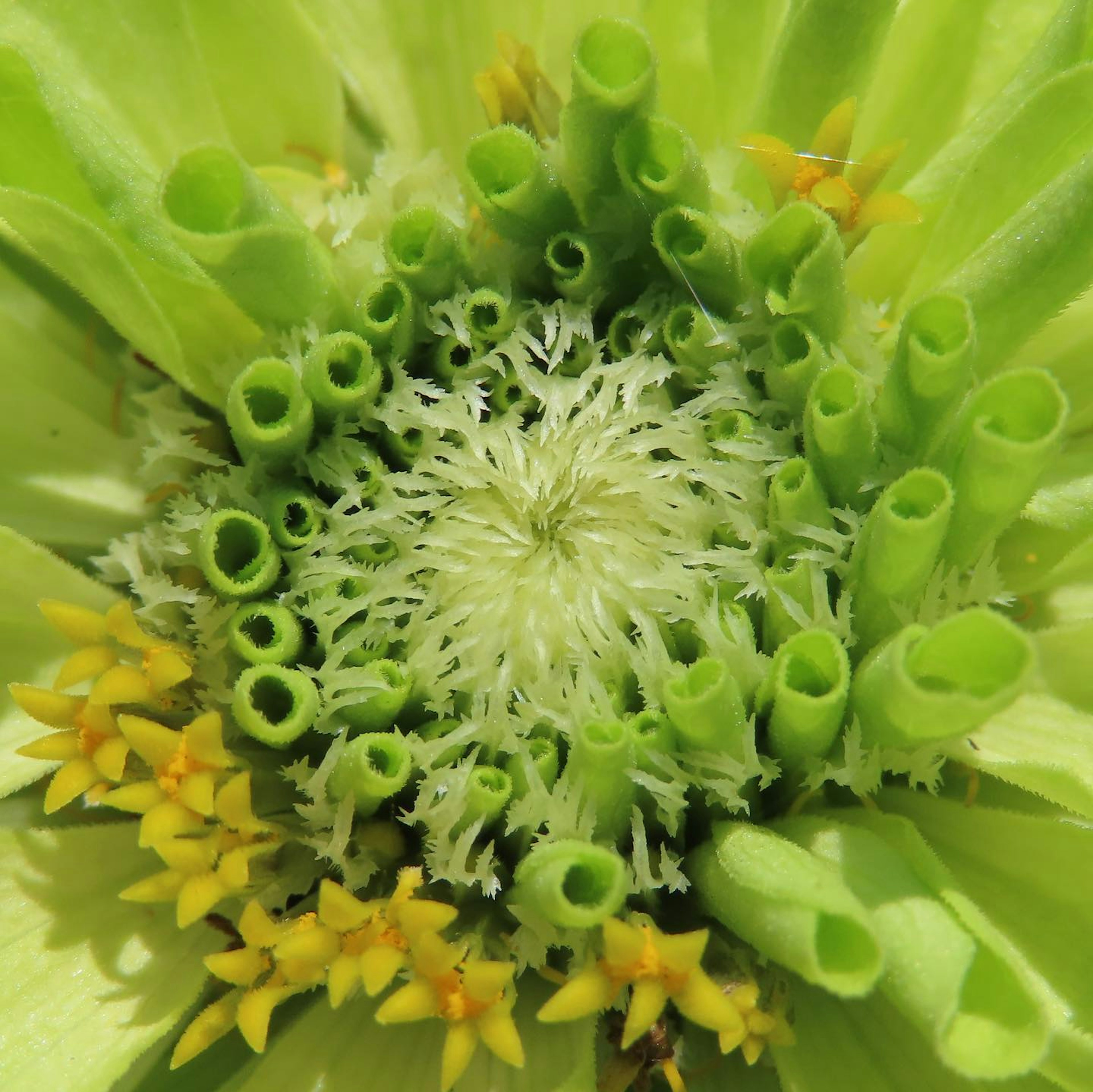 Centre de fleur vert vif avec de petites fleurs jaunes et des structures tubulaires vertes