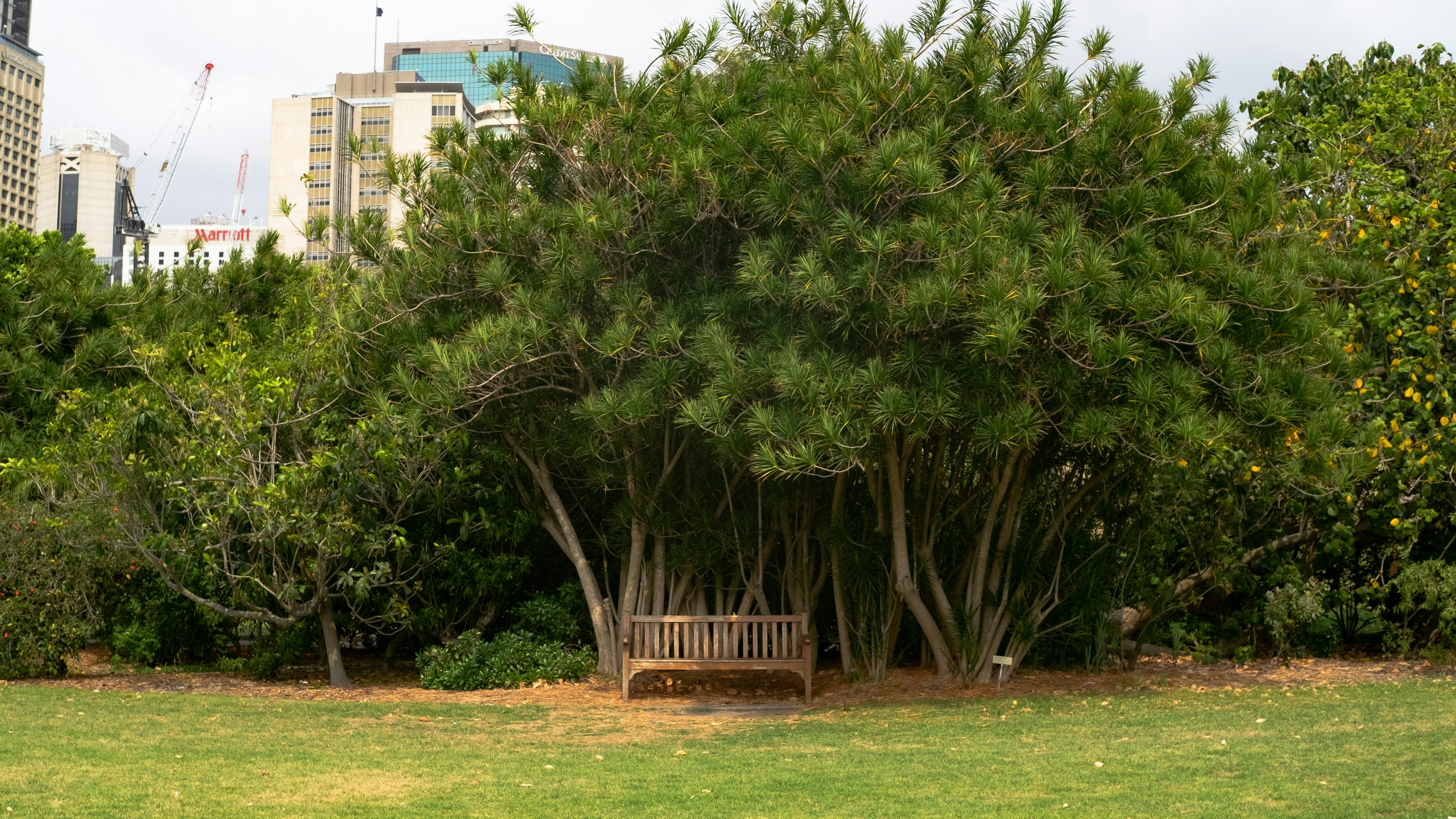 Holzbank unter einem großen Baum in einem Park mit grünem Umfeld