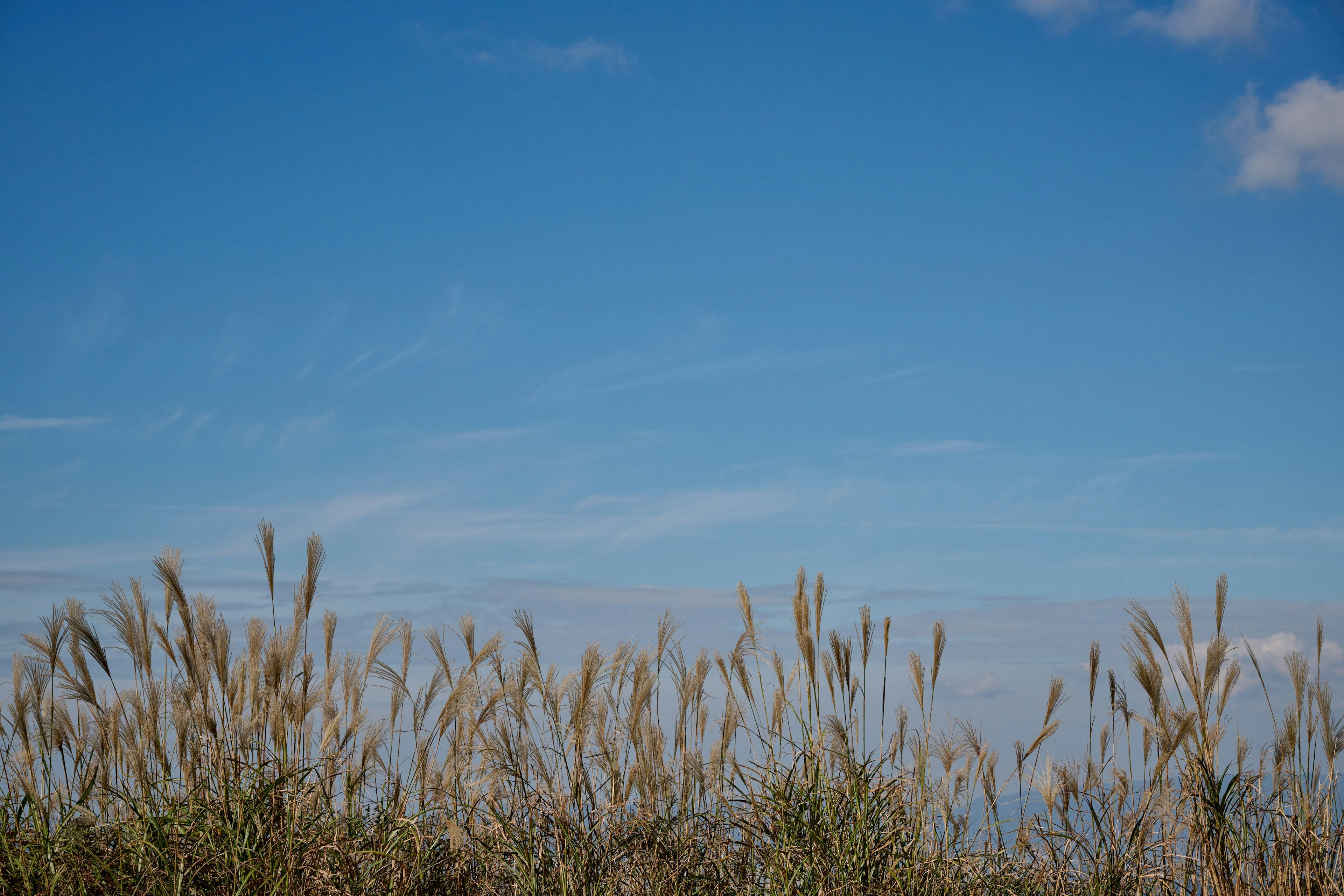 Landschaft mit blauem Himmel und Gras mit Büscheln