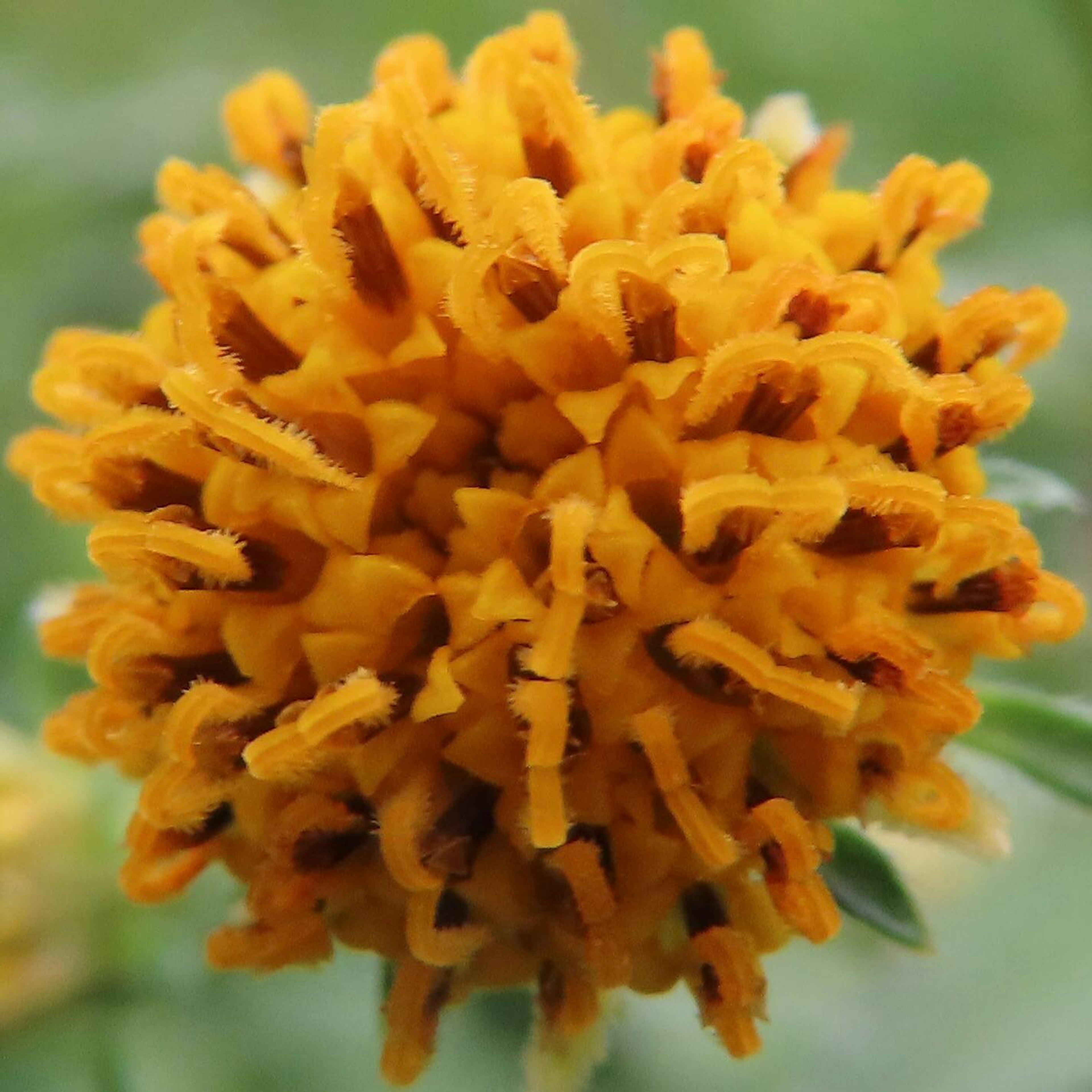 Close-up of a vibrant yellow flower head