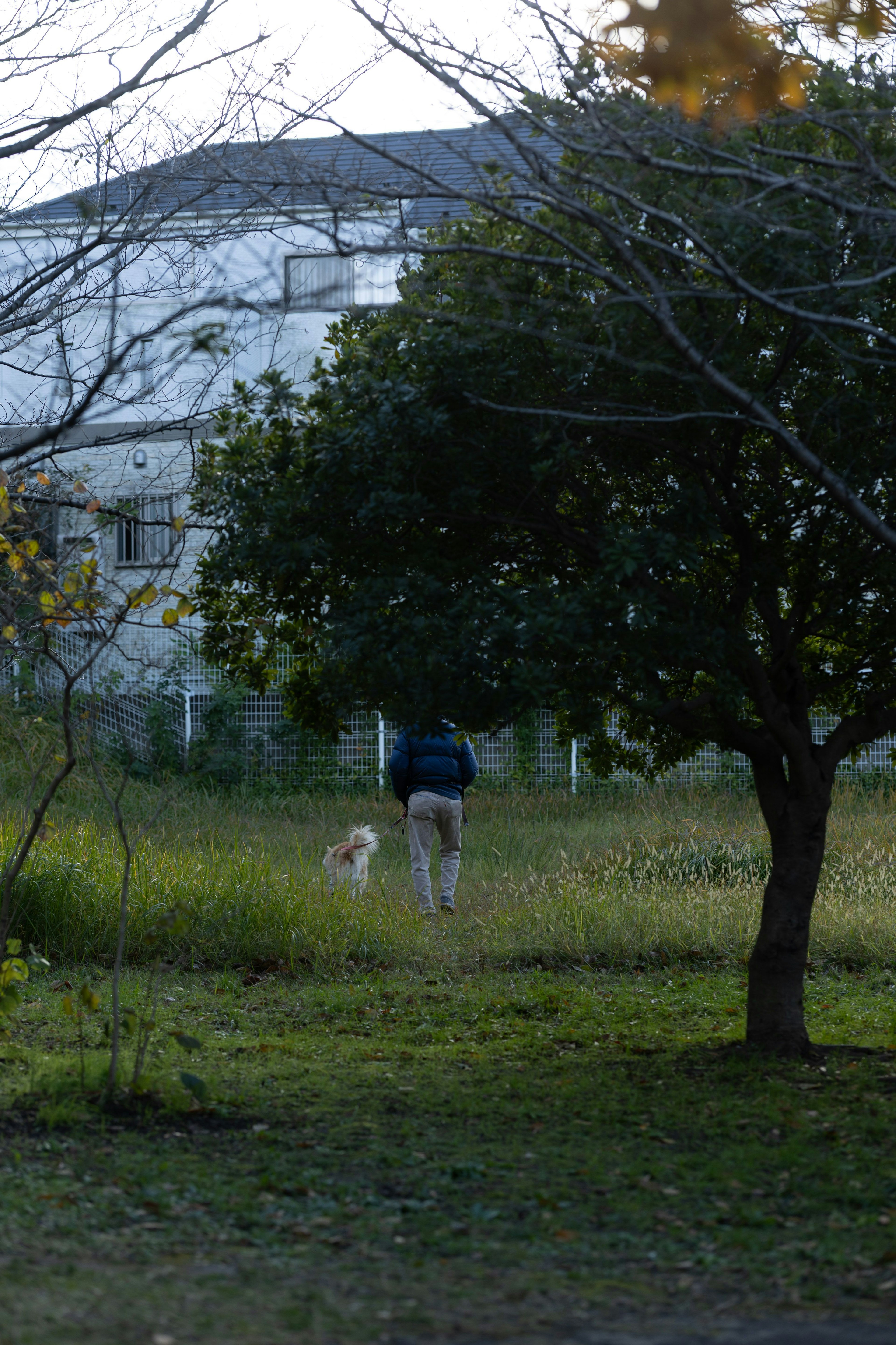 Person walking a dog in a park with trees in the background