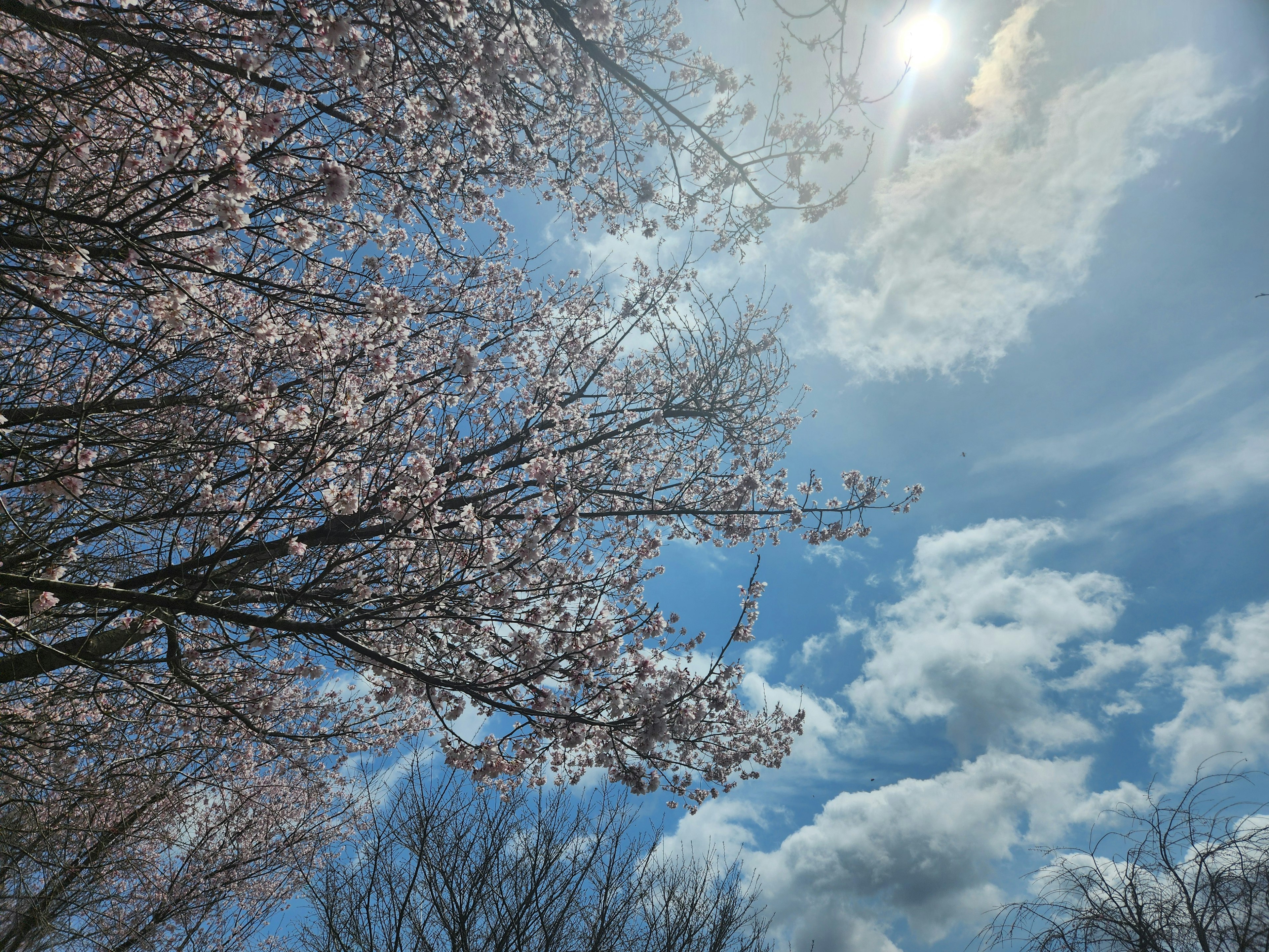 青空に咲く桜の花と明るい太陽