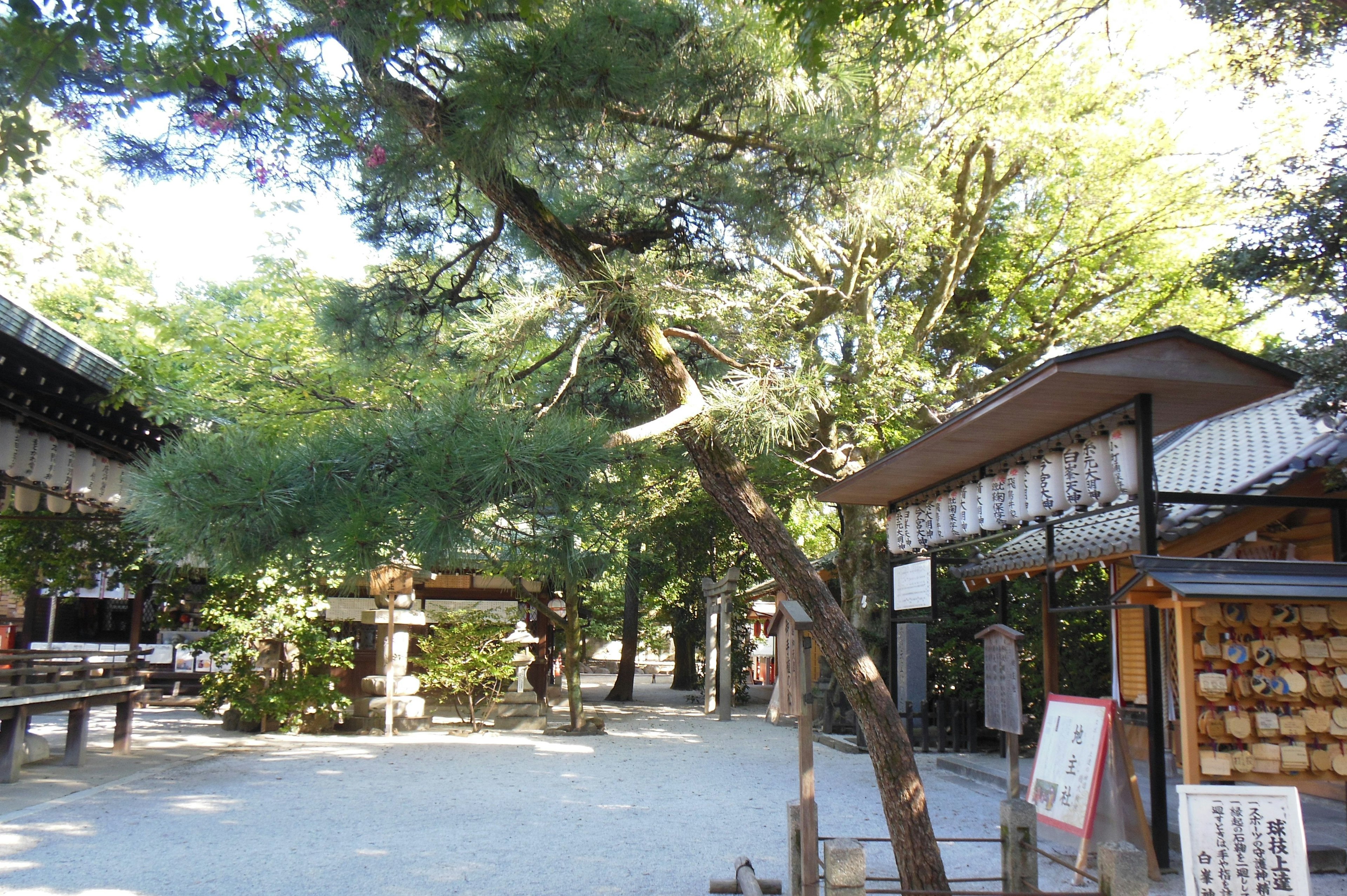 A serene shrine courtyard featuring a tree and surrounding buildings