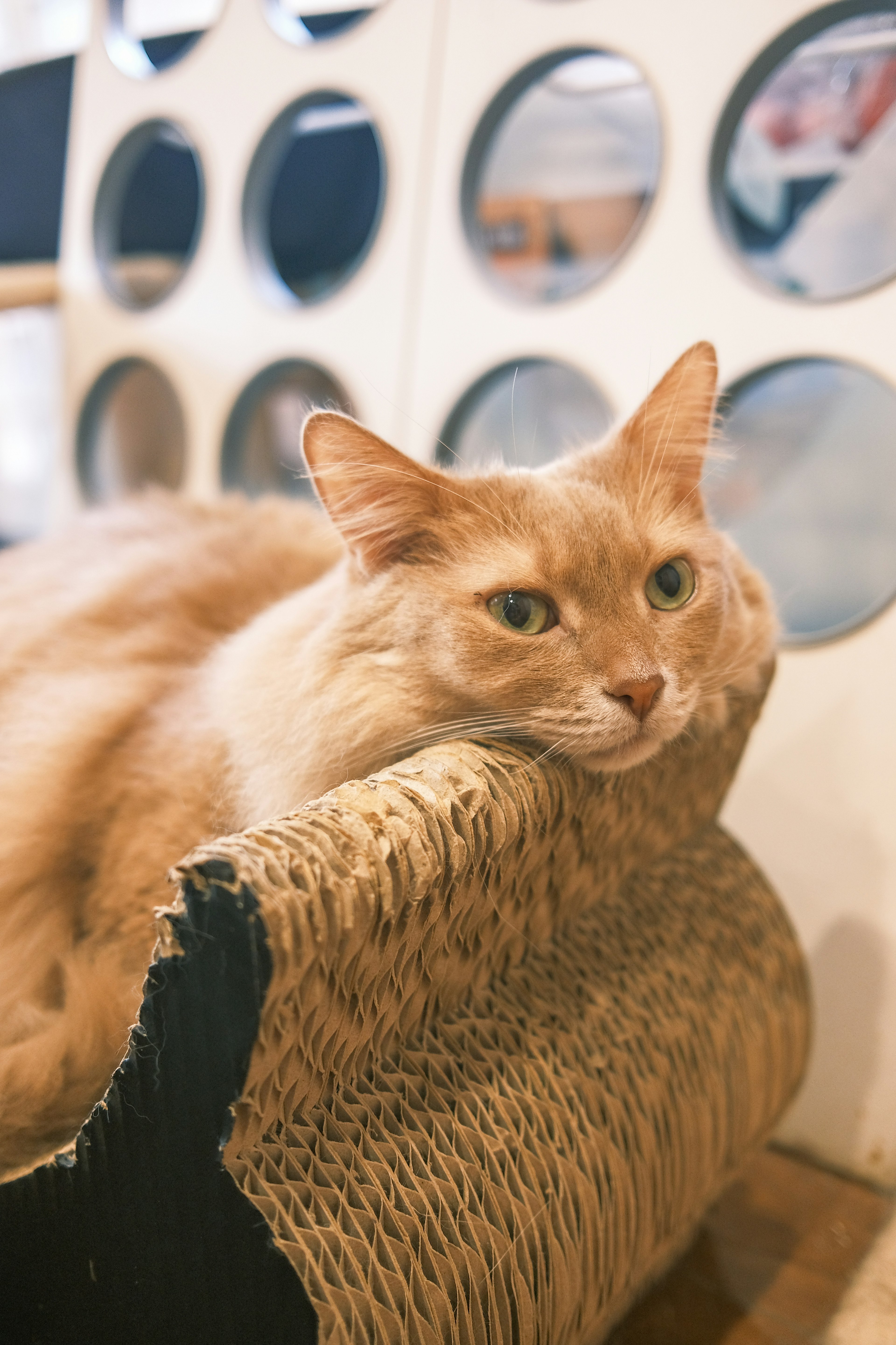 Eine orangefarbene Katze, die auf einem Katzensofa mit entspannter Miene liegt