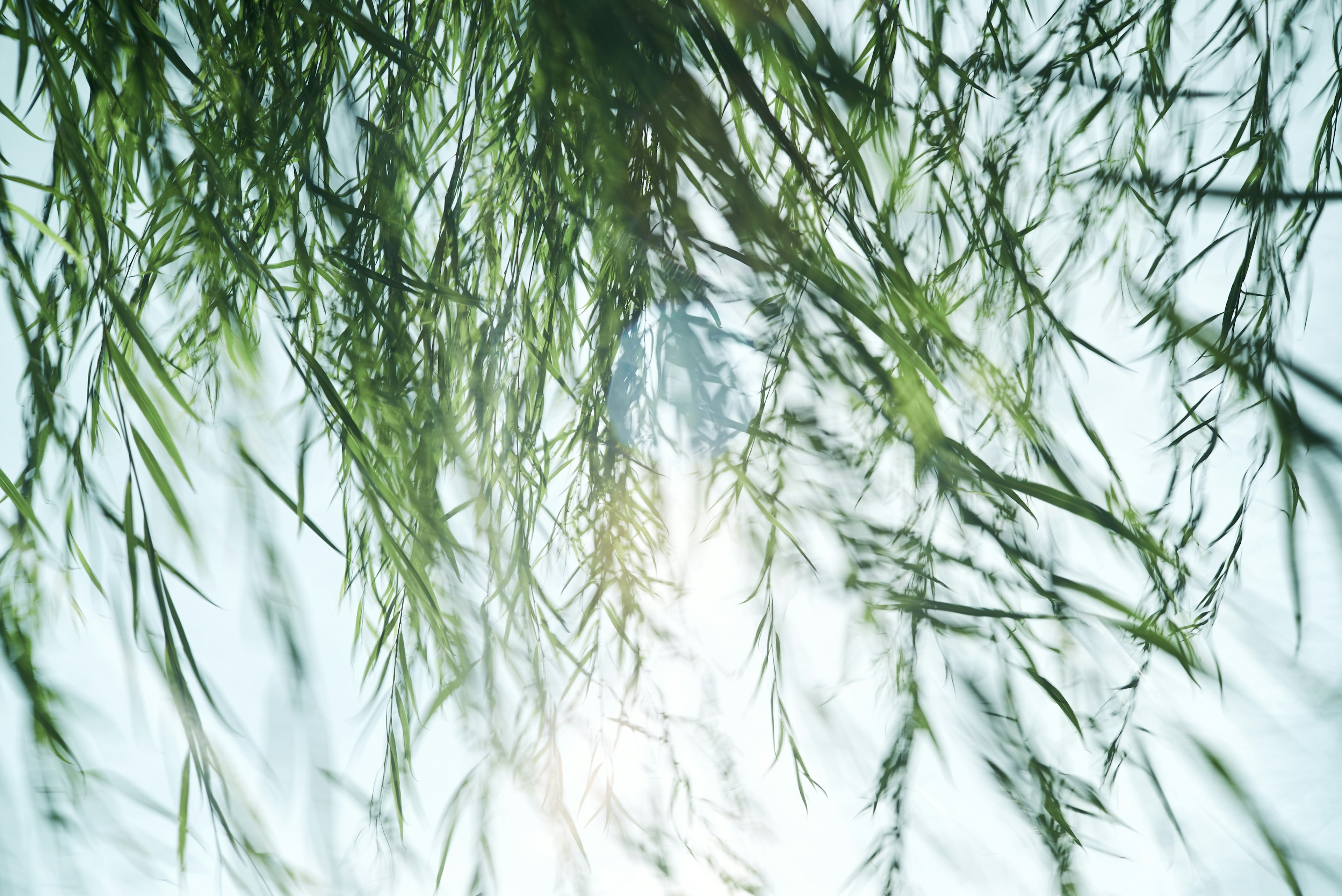 Lush green grass blades reflected on the surface of water