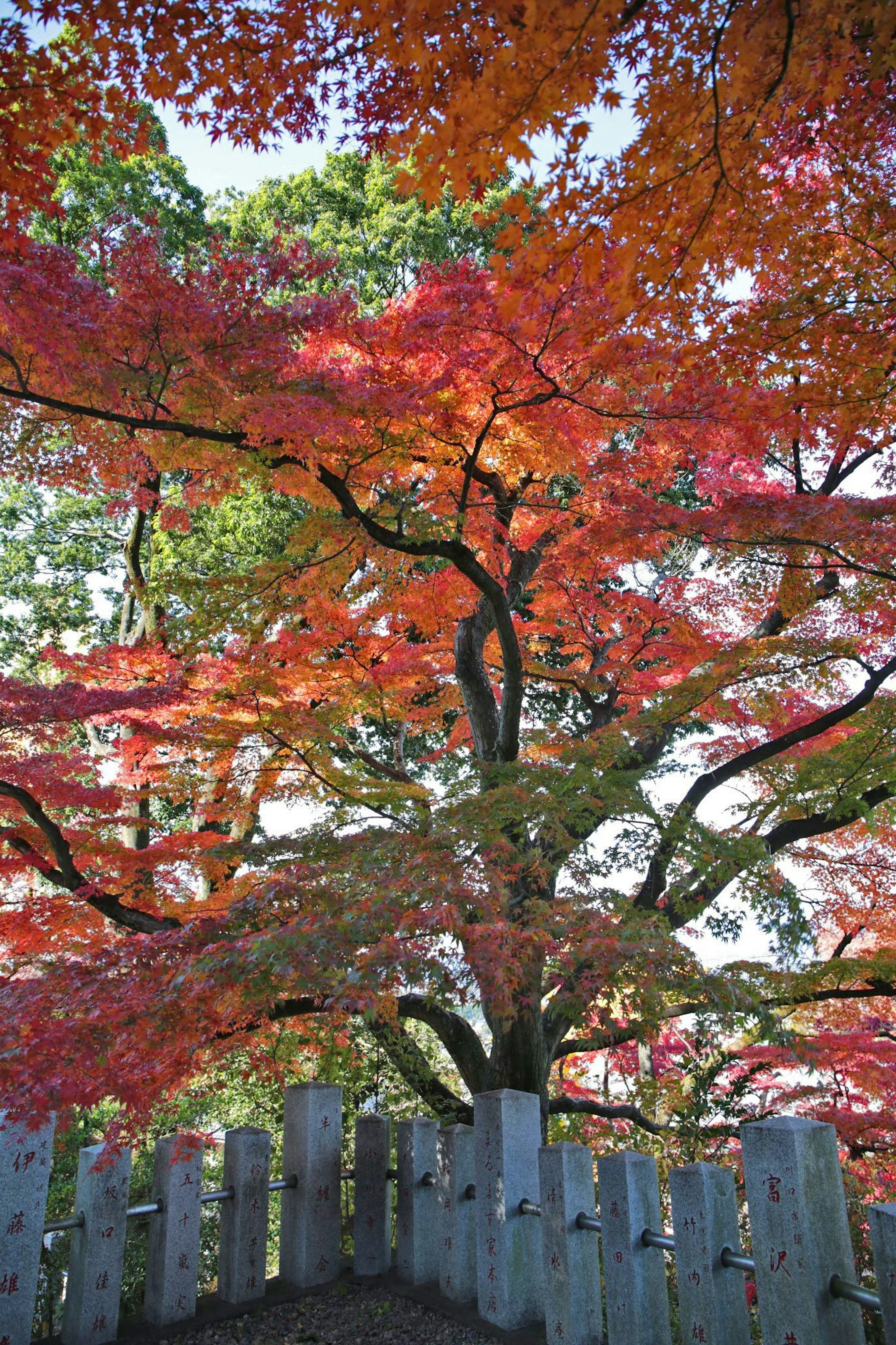 紅葉した大きな木とその周囲の白いフェンス