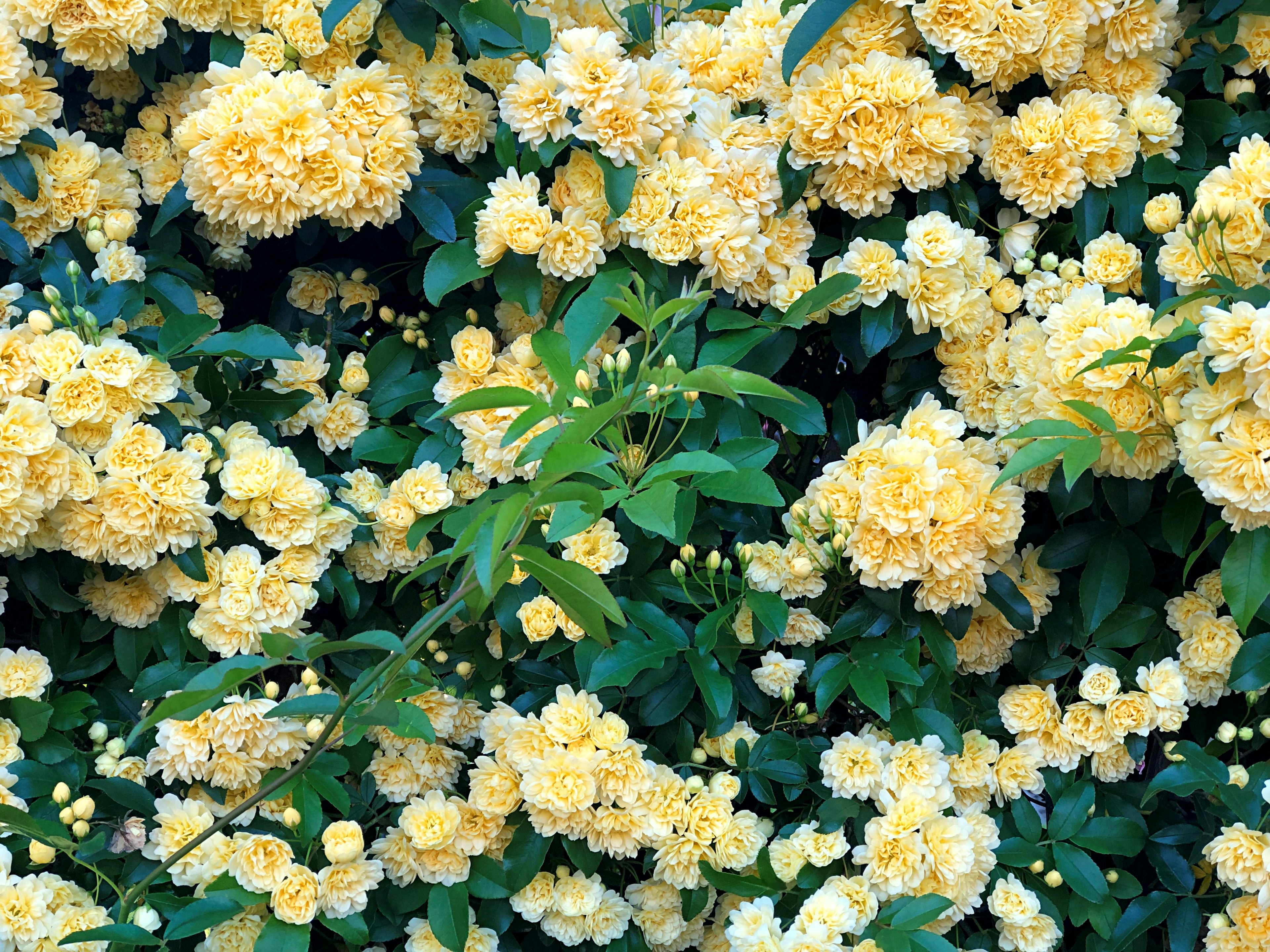 Blühende gelbe Blumen mit üppigem grünem Laub