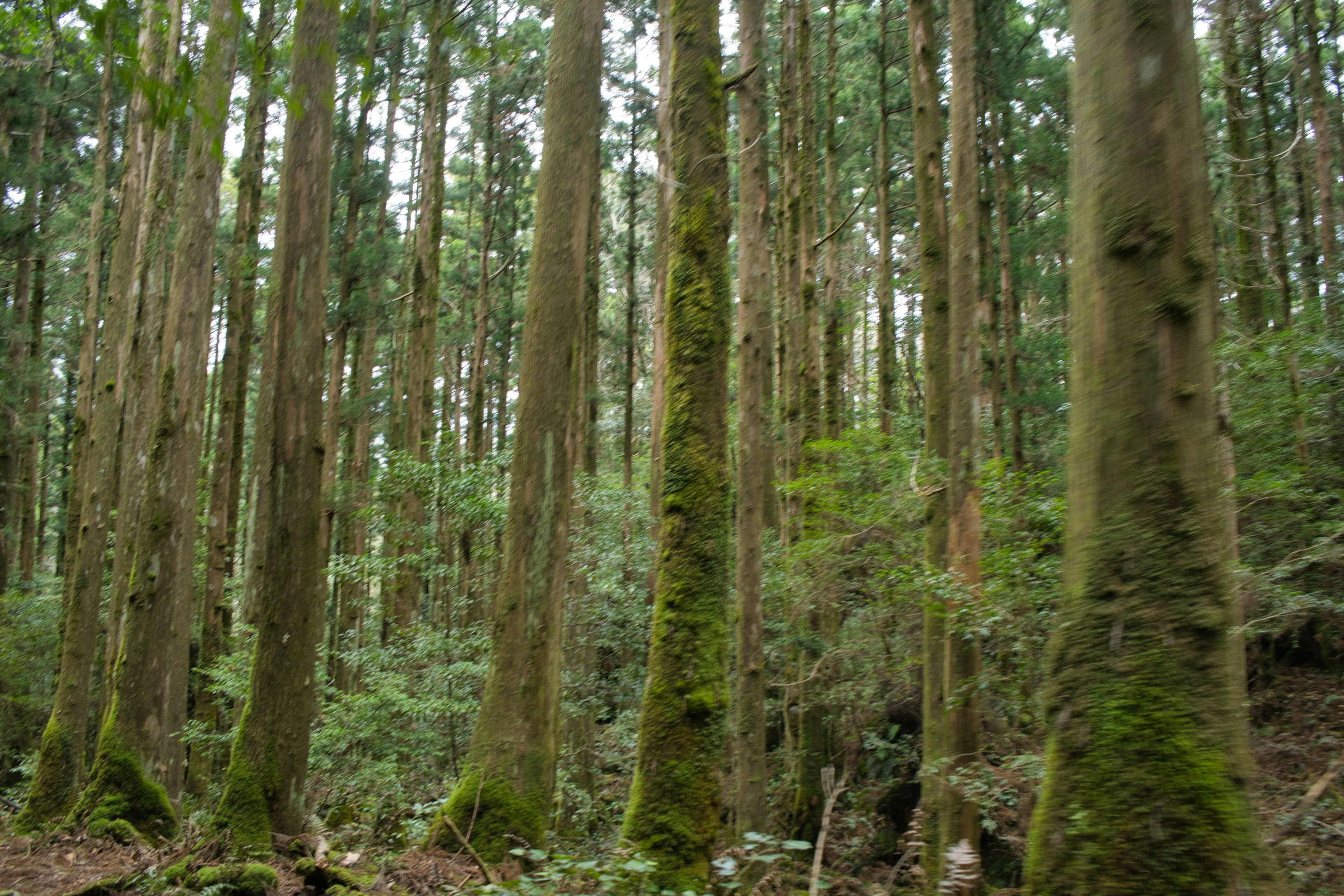 Tall trees standing in a lush green forest