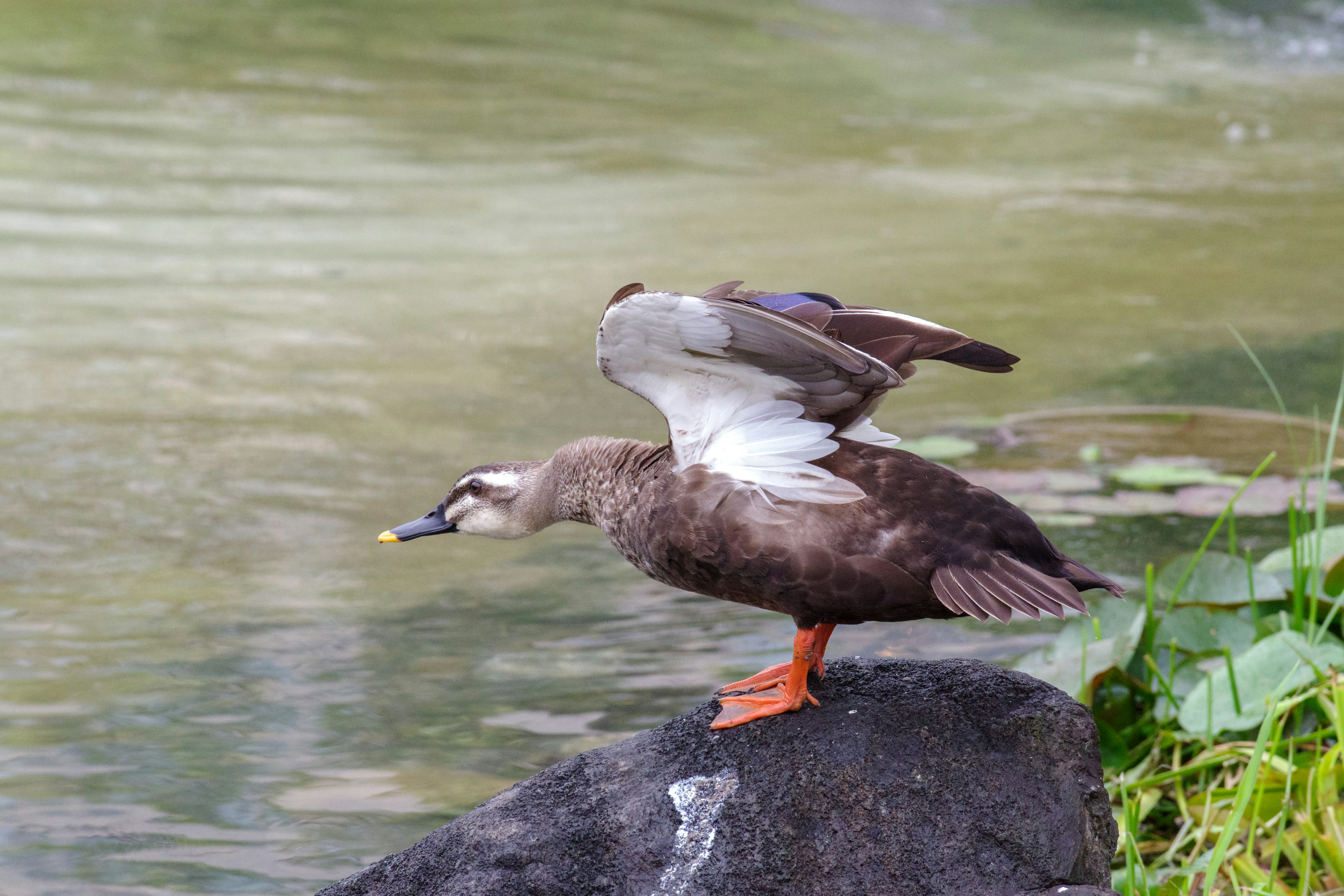 Pato extendiendo sus alas sobre una roca junto al agua