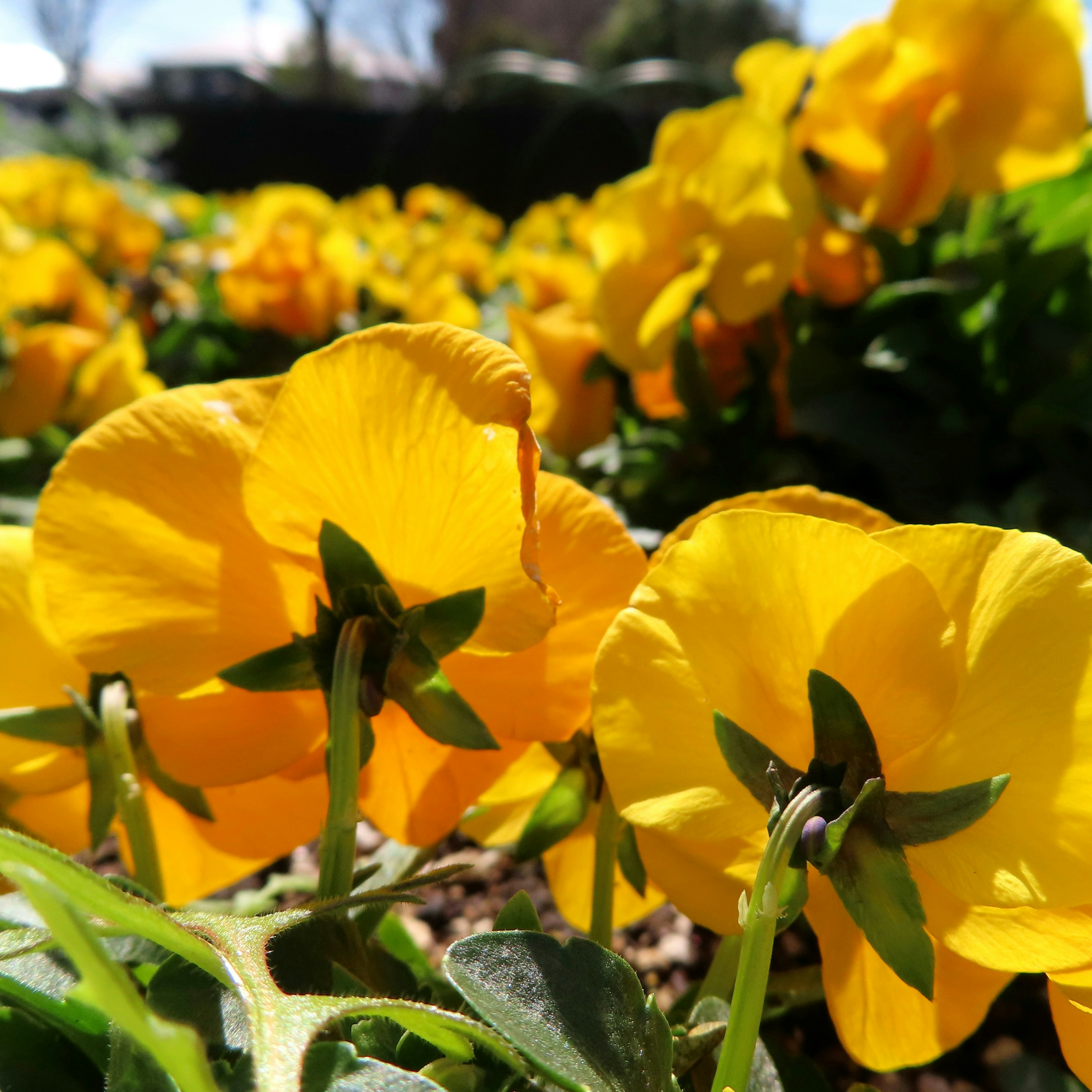 Fleurs de pensée jaunes vibrantes en fleurs dans un jardin