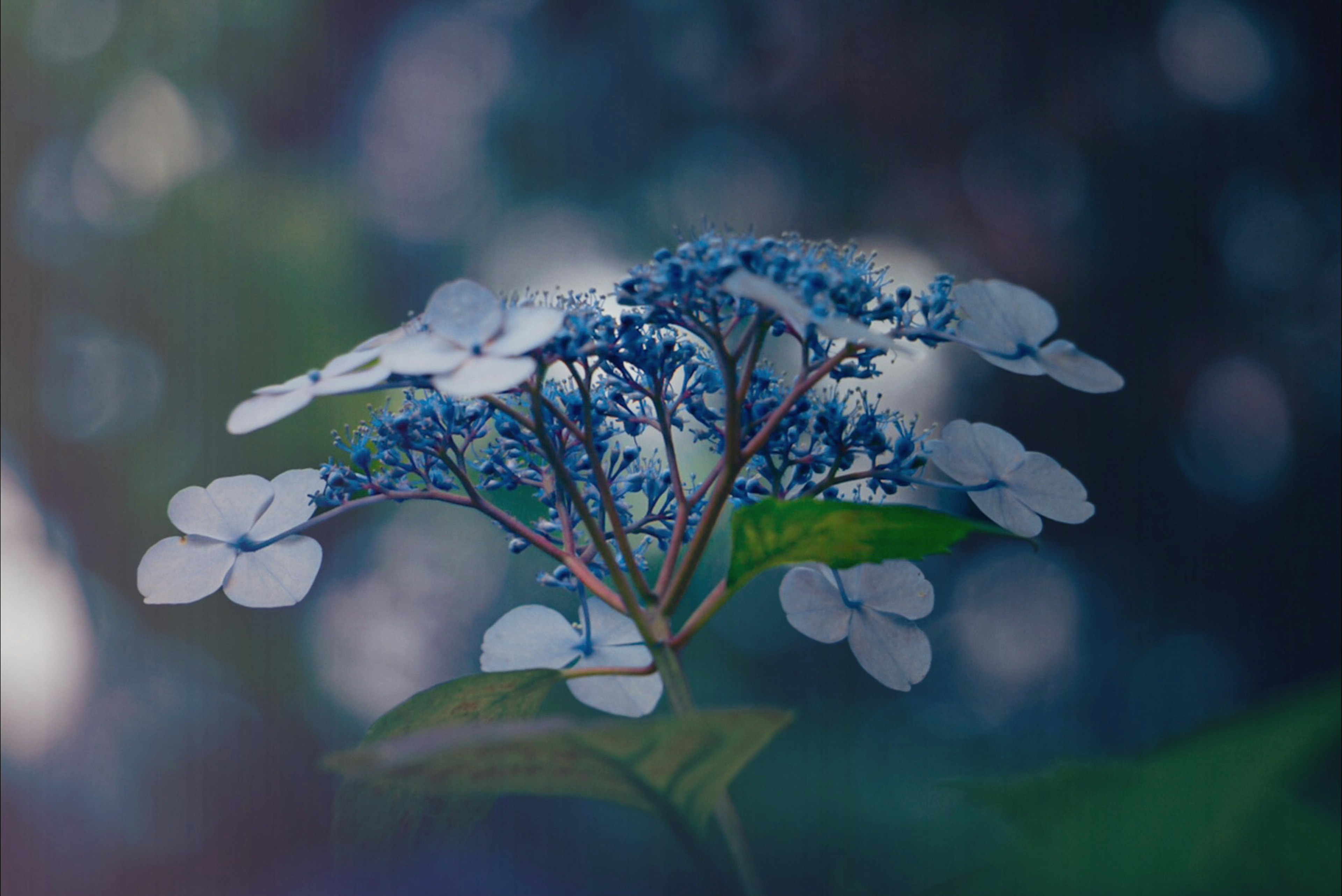 Gros plan de fleurs d'hydrangea bleues et blanches