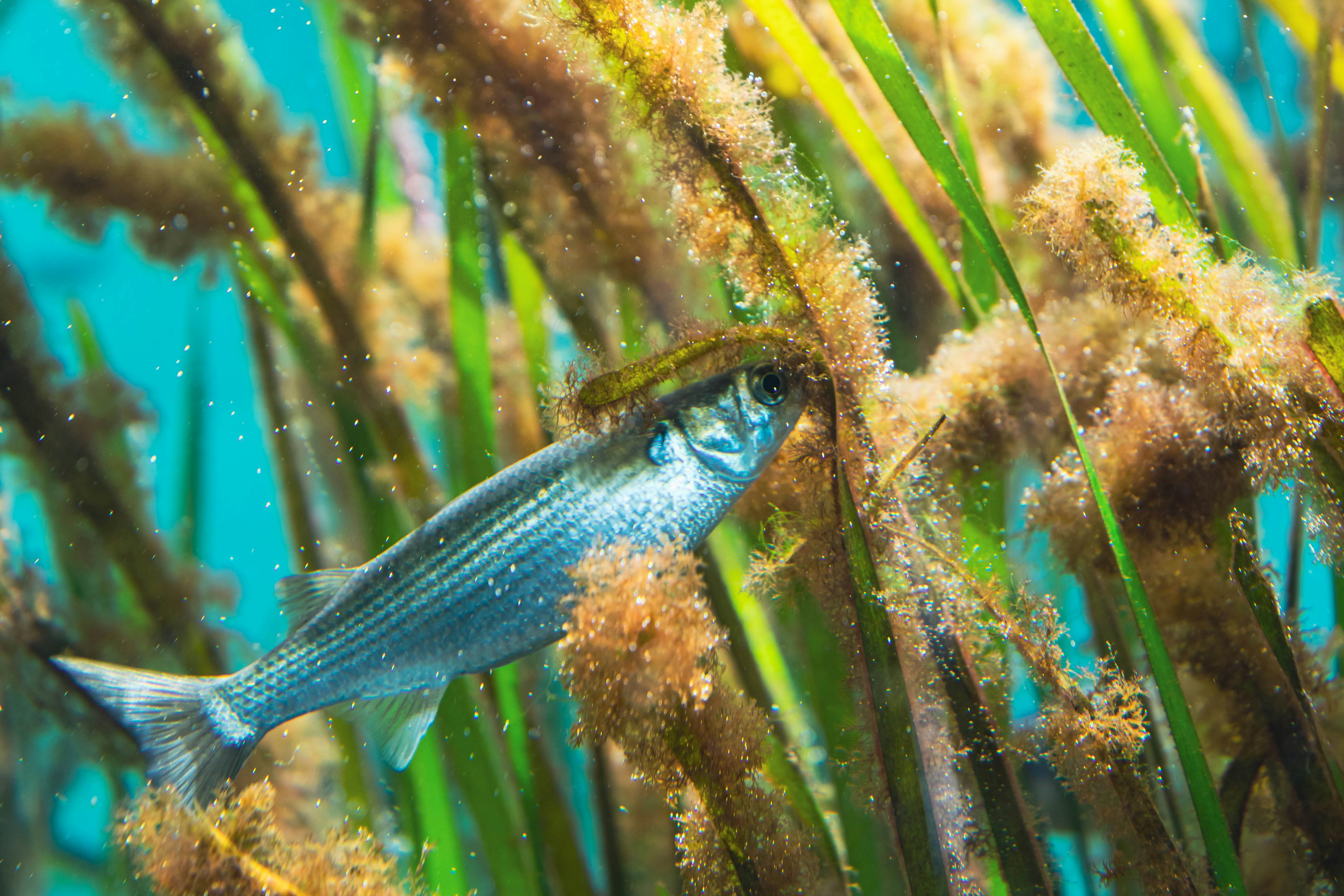 水中の草の間にいる魚の画像 魚は銀色で水草に隠れている