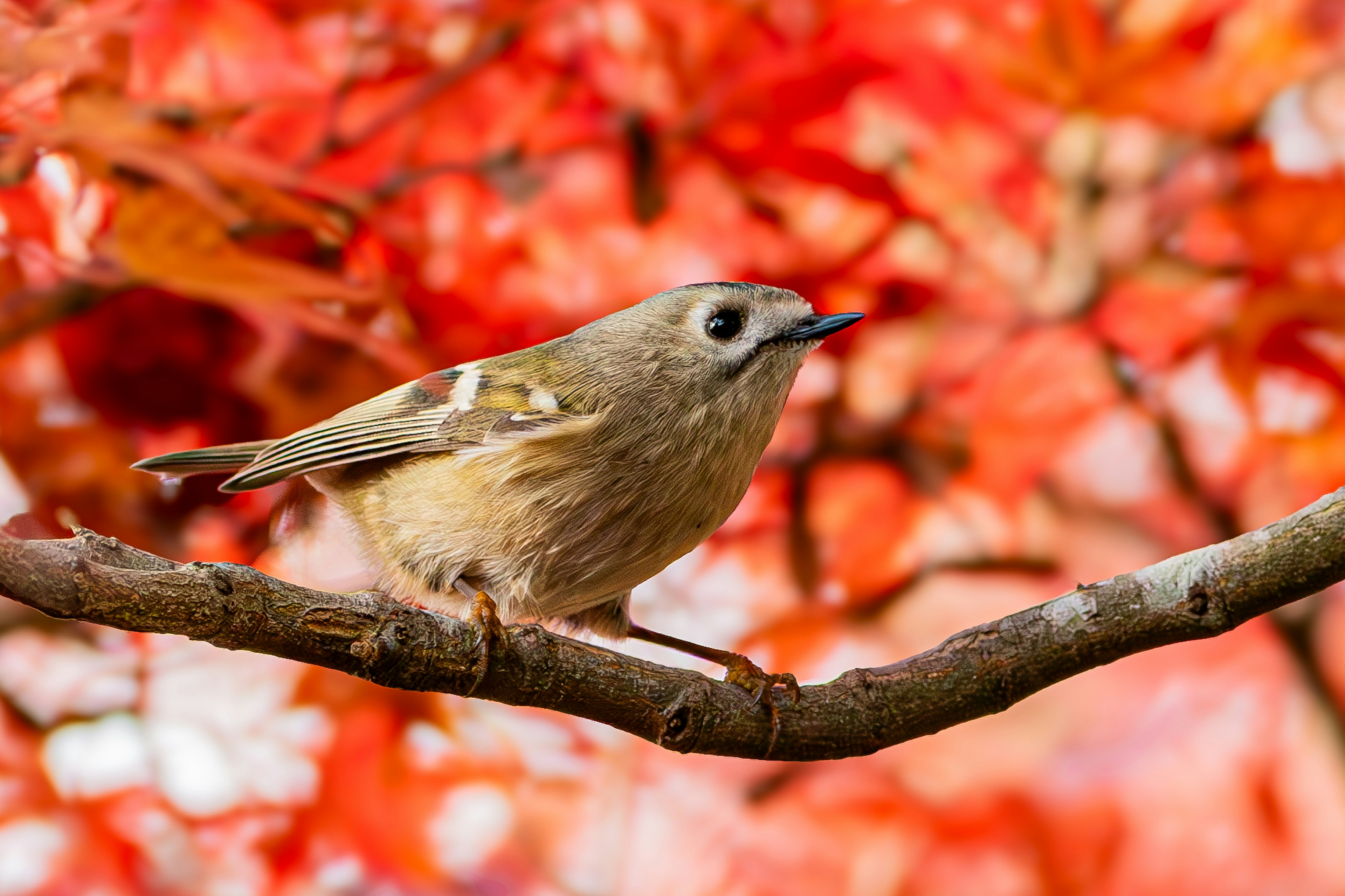 Un piccolo uccello appollaiato su un ramo con foglie rosse vivaci sullo sfondo