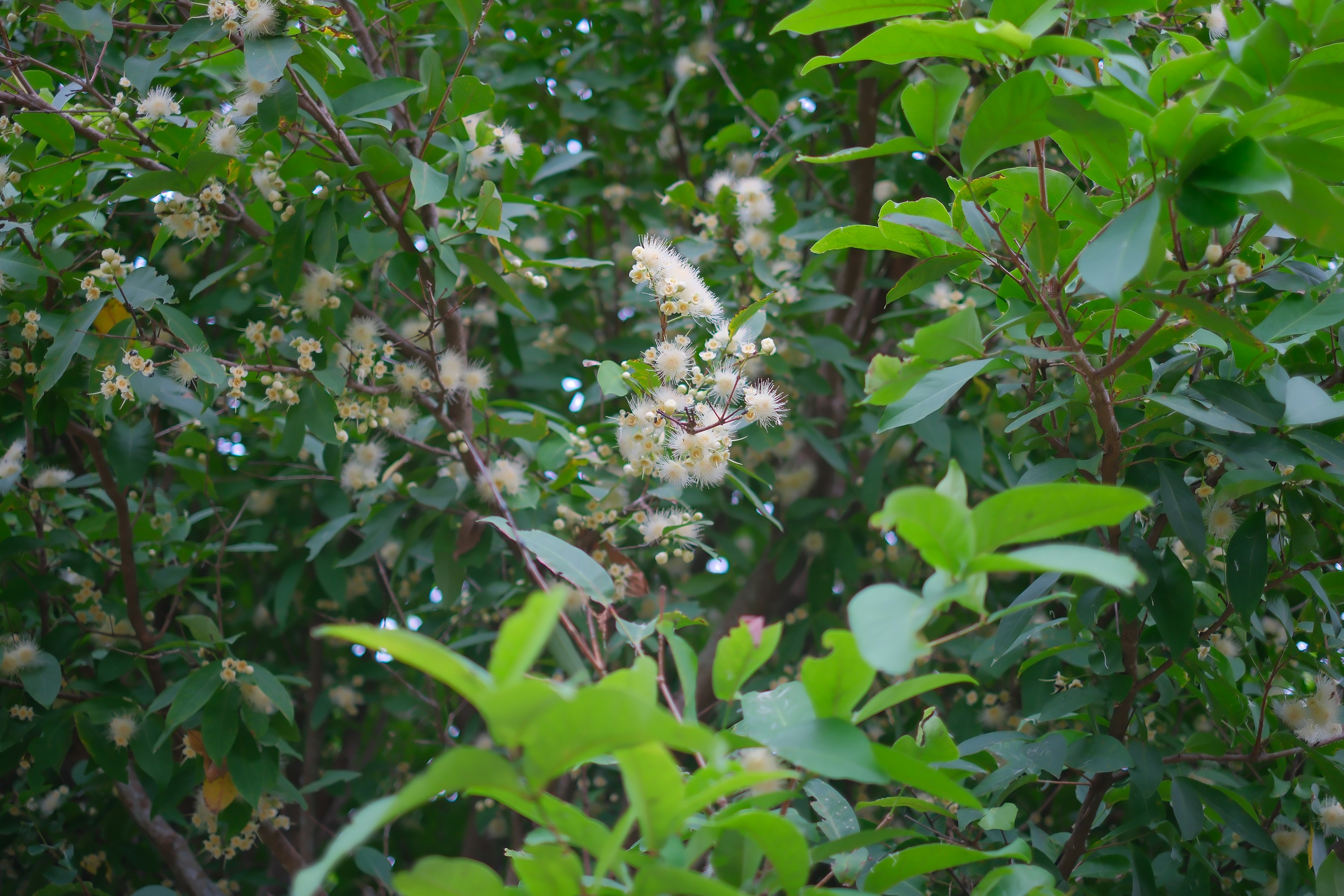 ฉากธรรมชาติที่มีใบไม้สีเขียวและดอกไม้สีขาว